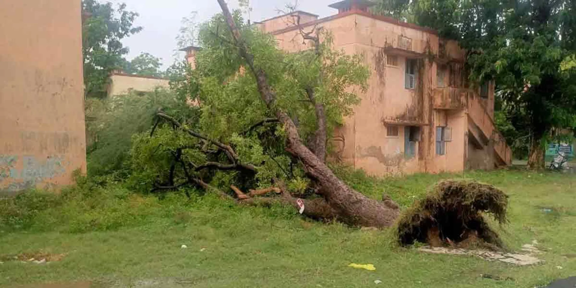 A tree leaning against the rain ... students who survived!