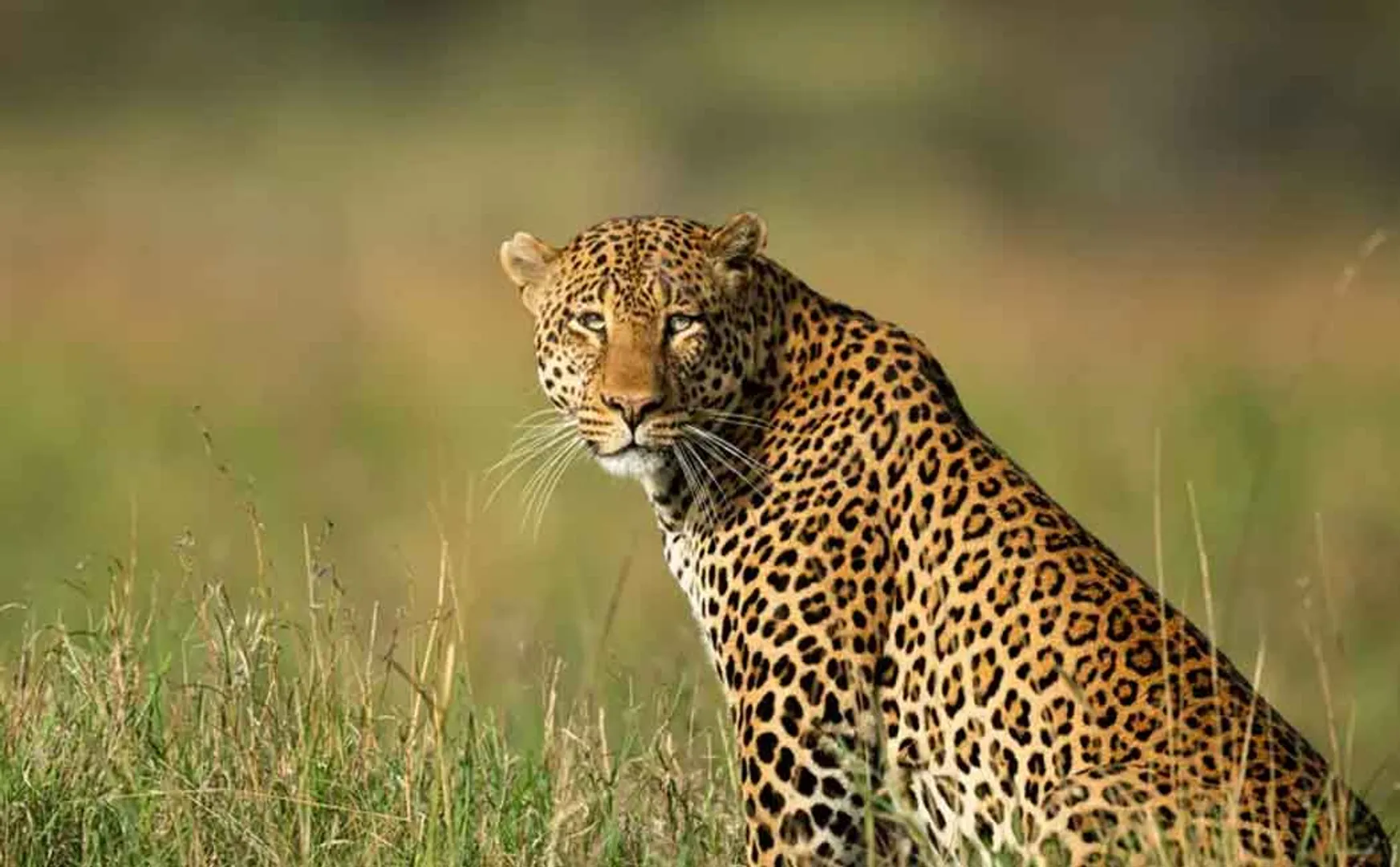 The mysterious death of a leopard 