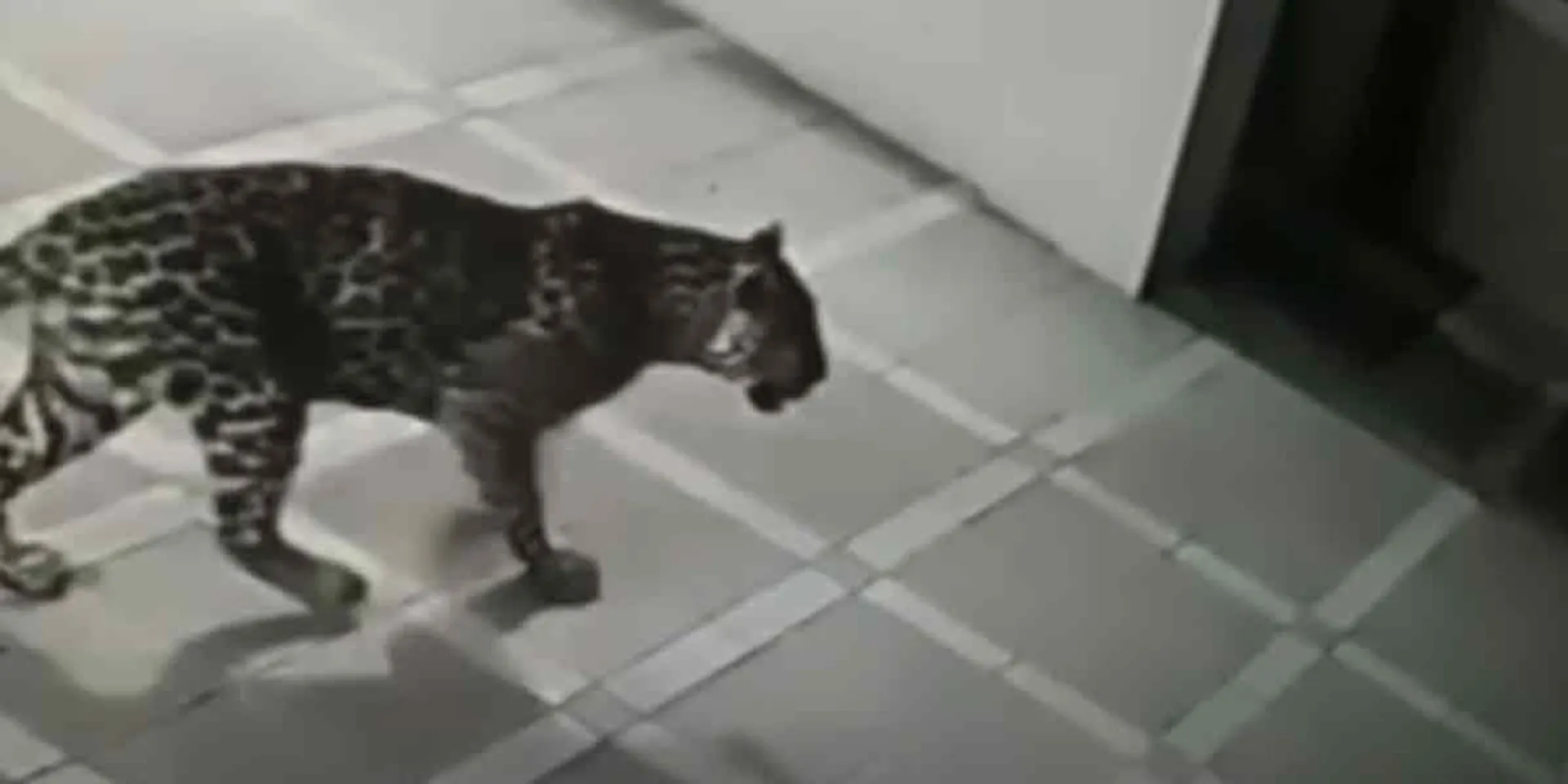 The tiger who sneaked into the hotel ... Shocked by the CCTV footage!