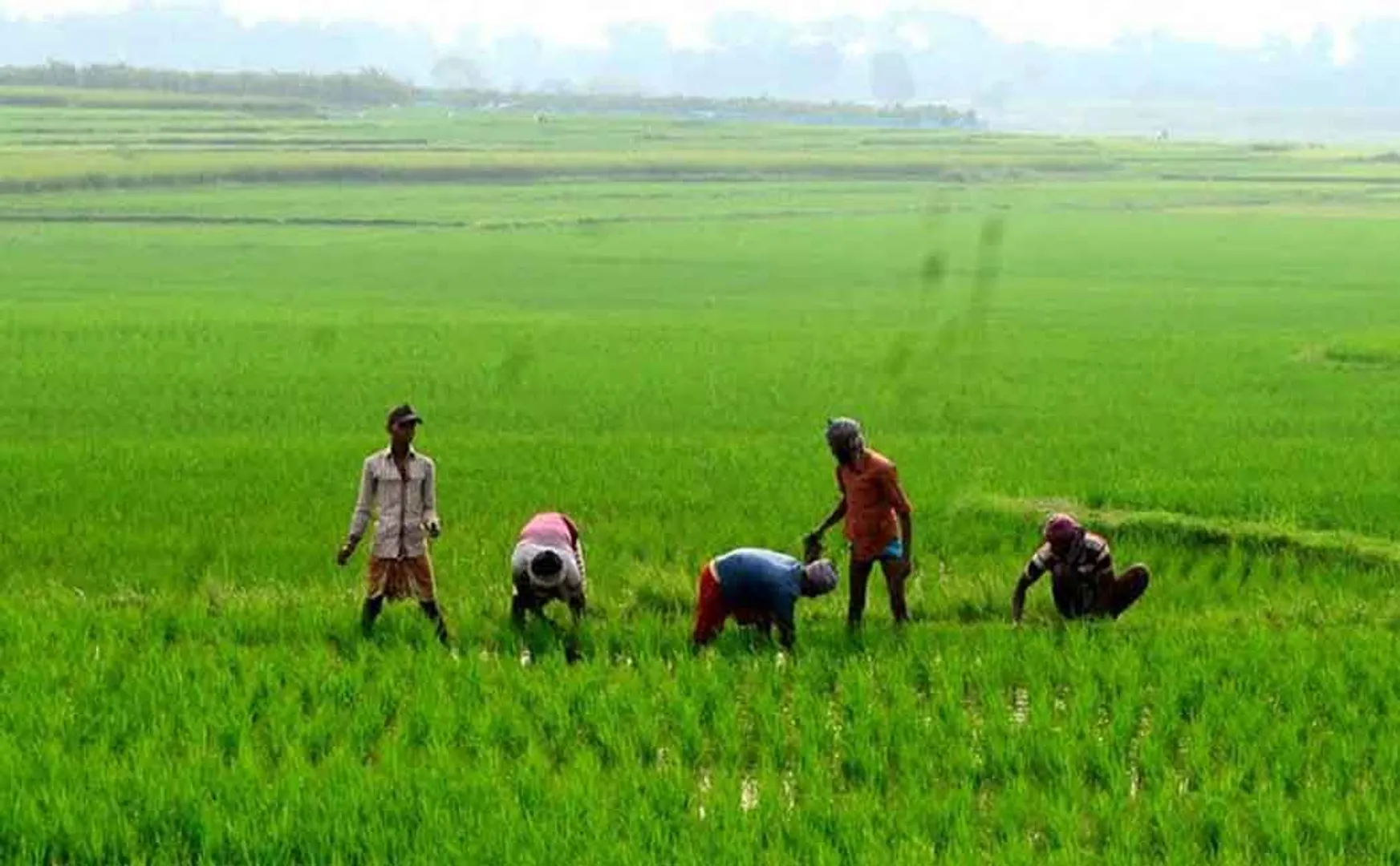 ‘Agriculture officials are reluctant to state the government’s agricultural plans ..’ Minister demands action
