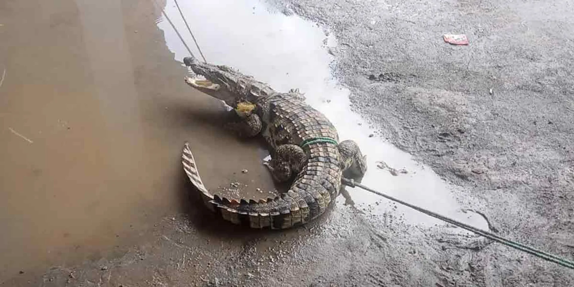 Two admitted to hospital after being bitten by a crocodile near Chidambaram