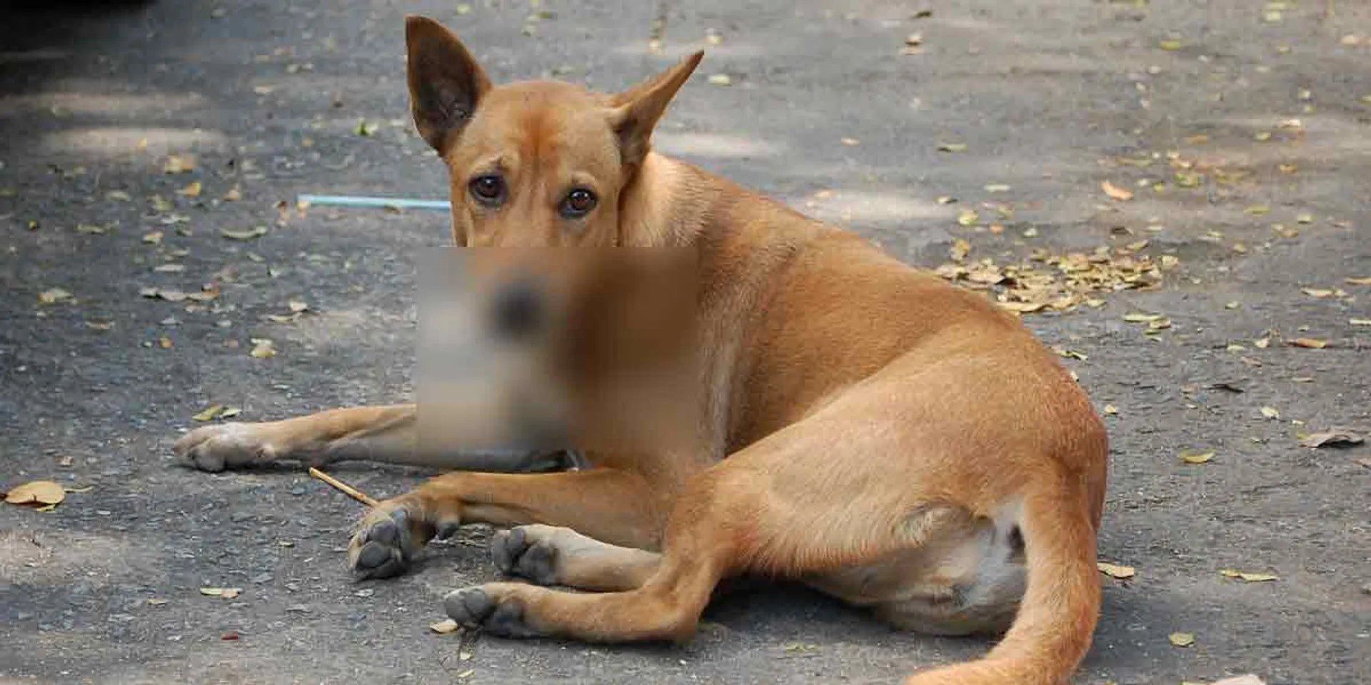 The dog that grabbed the head of the child ...- Excitement in Madurai!