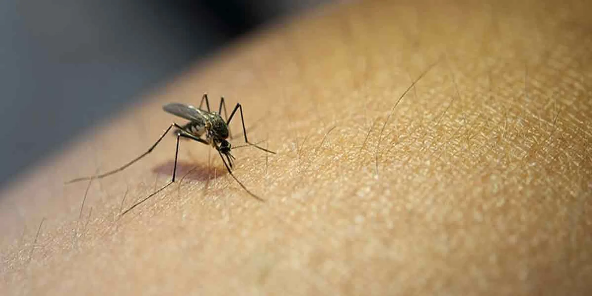 Dengue fever ... Test for 400 households in Erode!