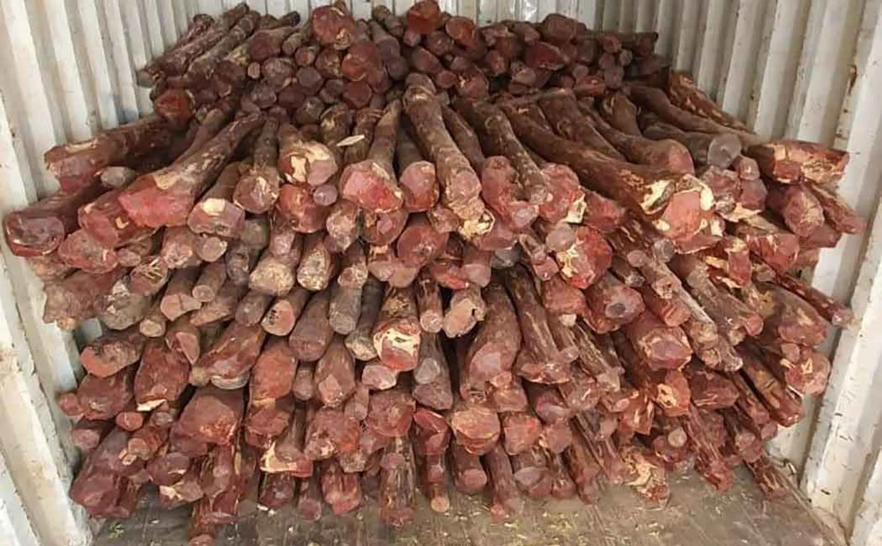 wood to be smuggled to Dubai ... Intelligence officers who acted quickly