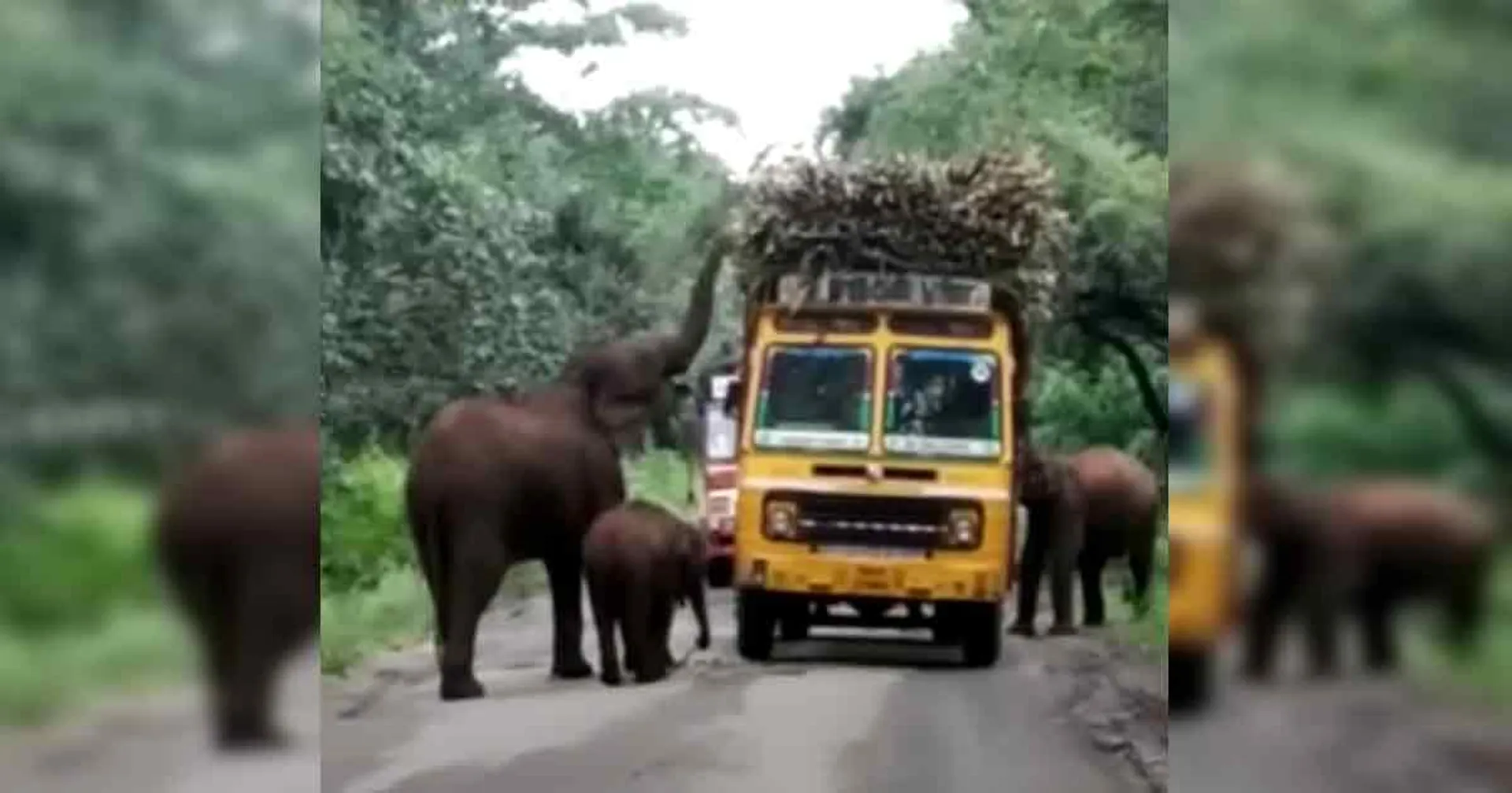  Intercepting elephants ... drivers demand!