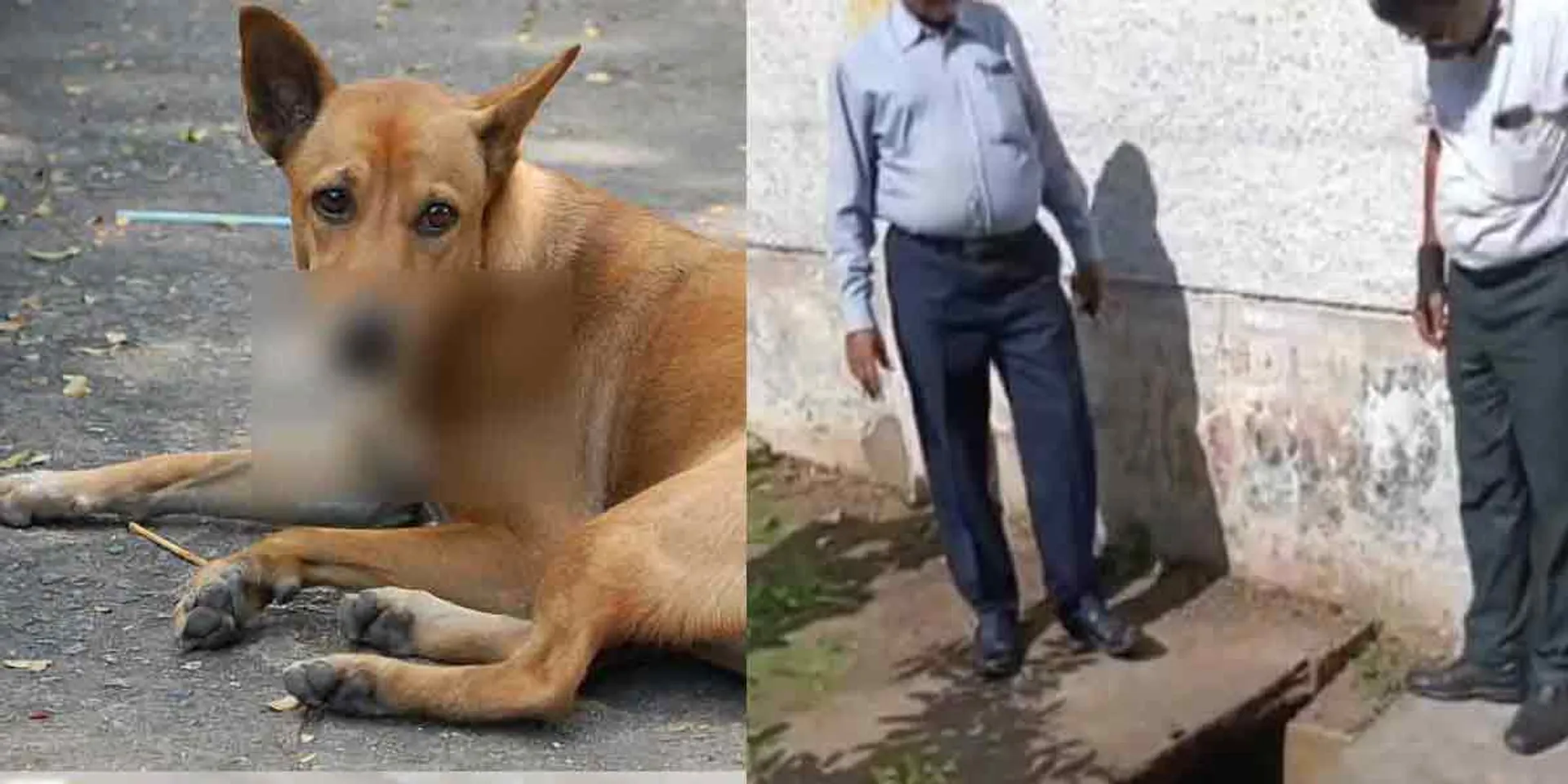 The dog that grabbed the baby's head-madurai incident 