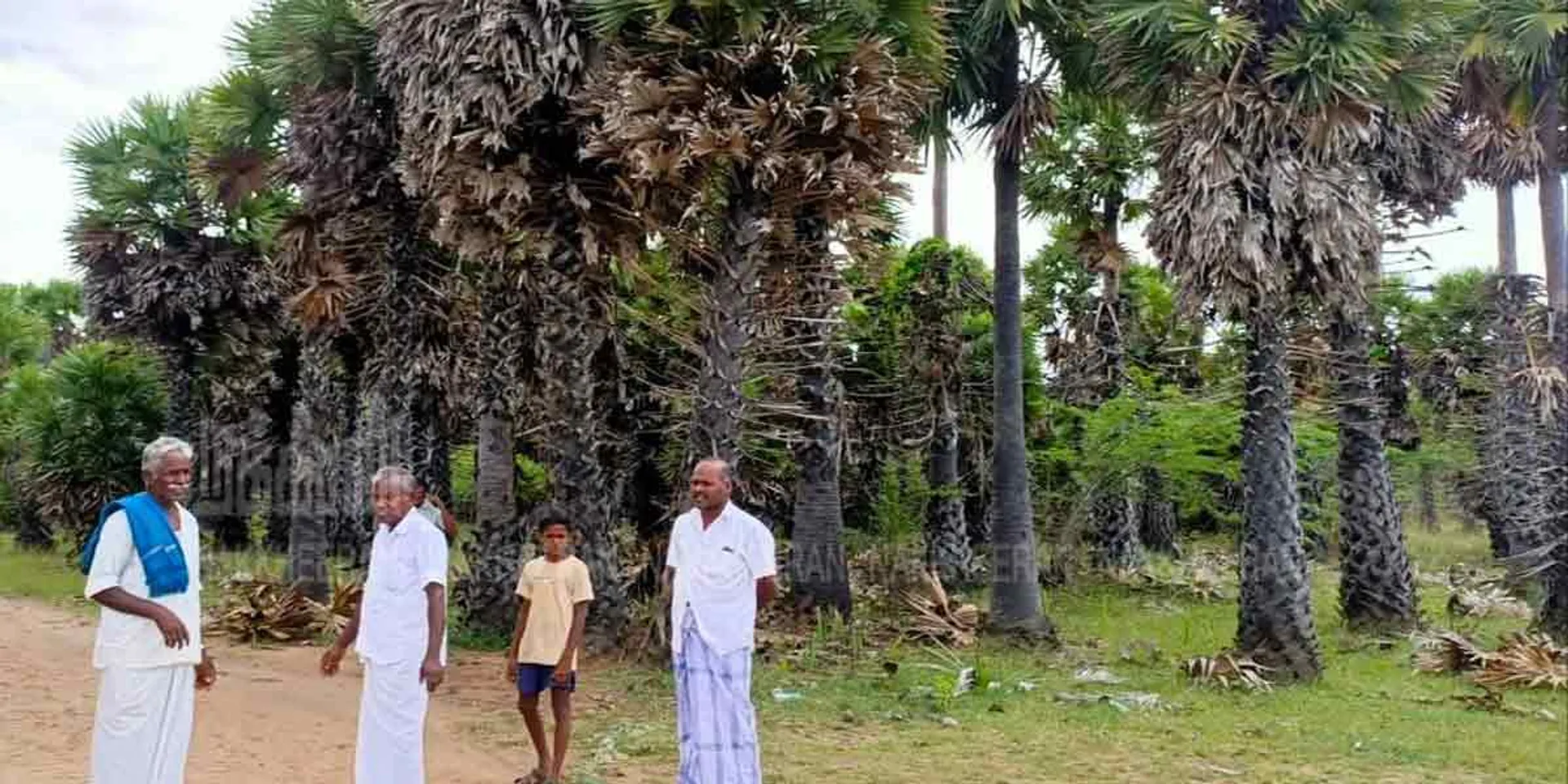 Villagers grow palms with a forum ... A record of growing tens of thousands of palm trees in 37 years!