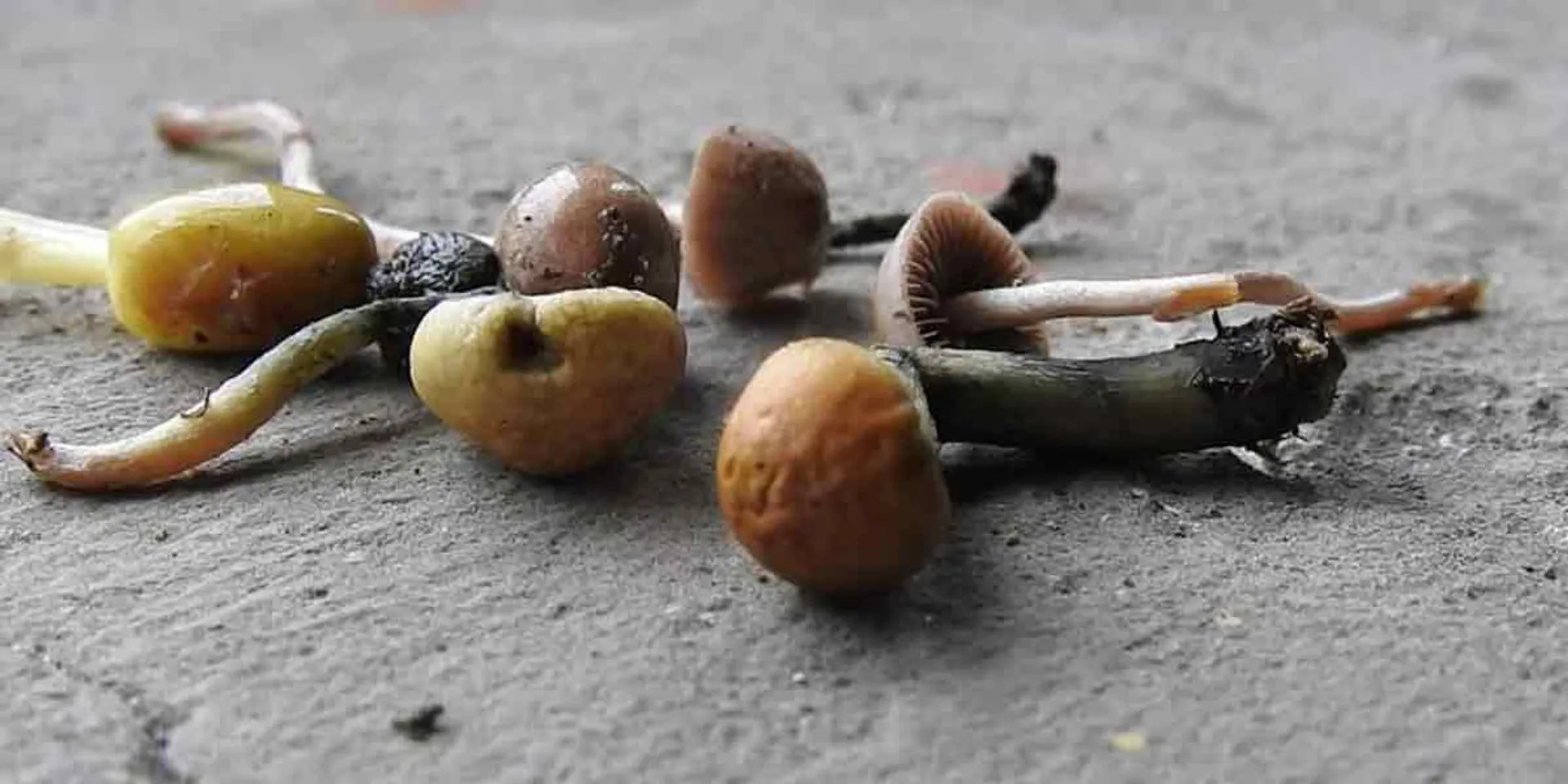  Drug mushroom sale in Kodaikanal again