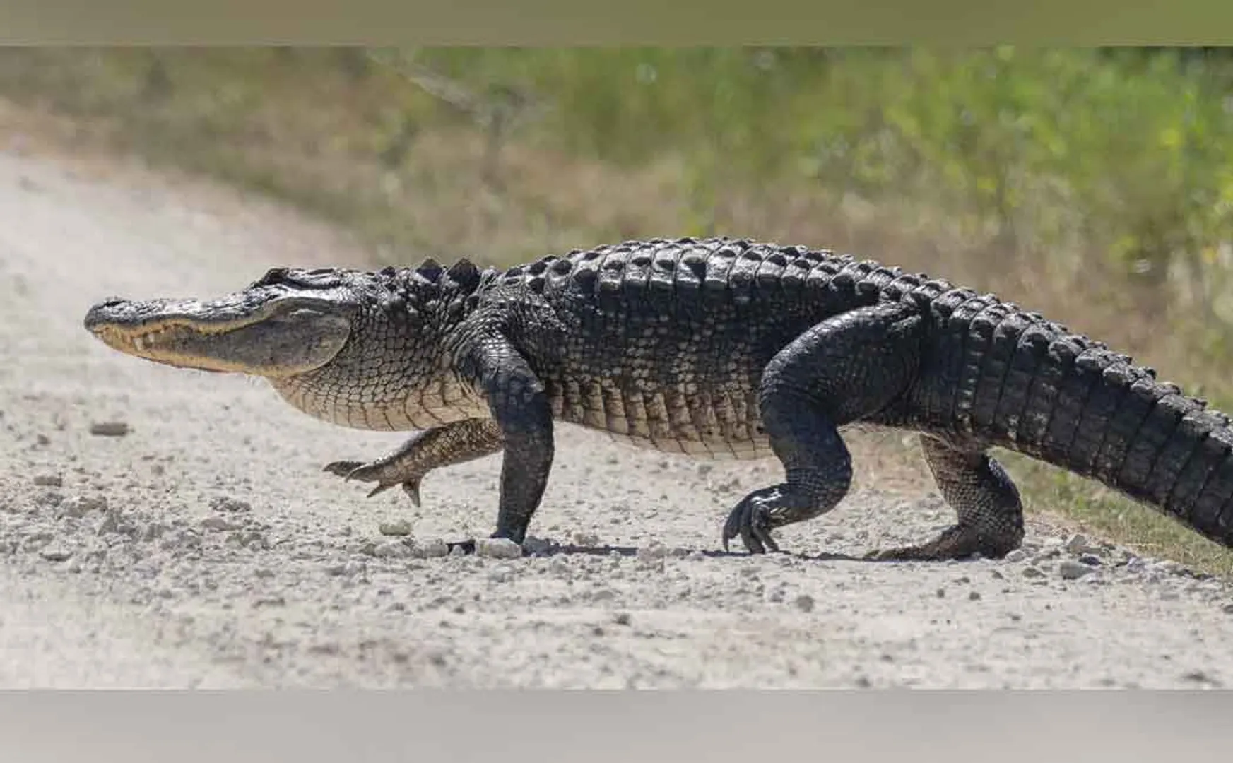Benefit to the family of the person who passes away after being bitten by a crocodile!