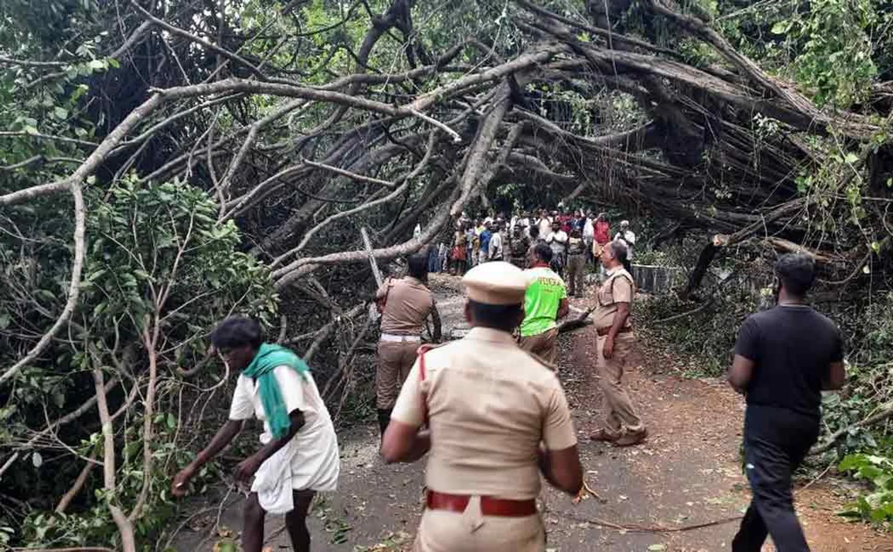 A big tree fell across the road on Kodaikanal Road!