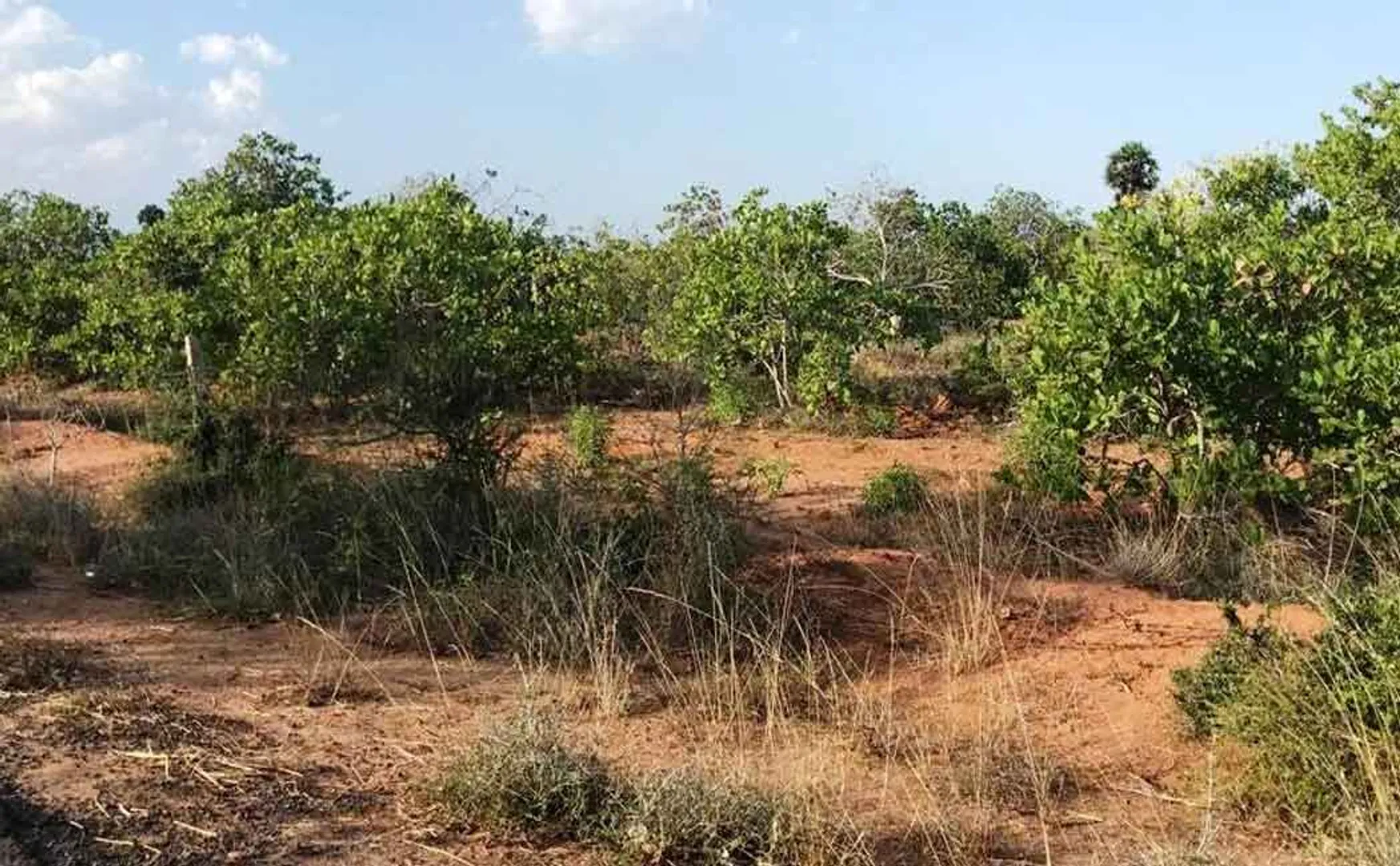 "Action must be taken to protect the forest" -Village people demand