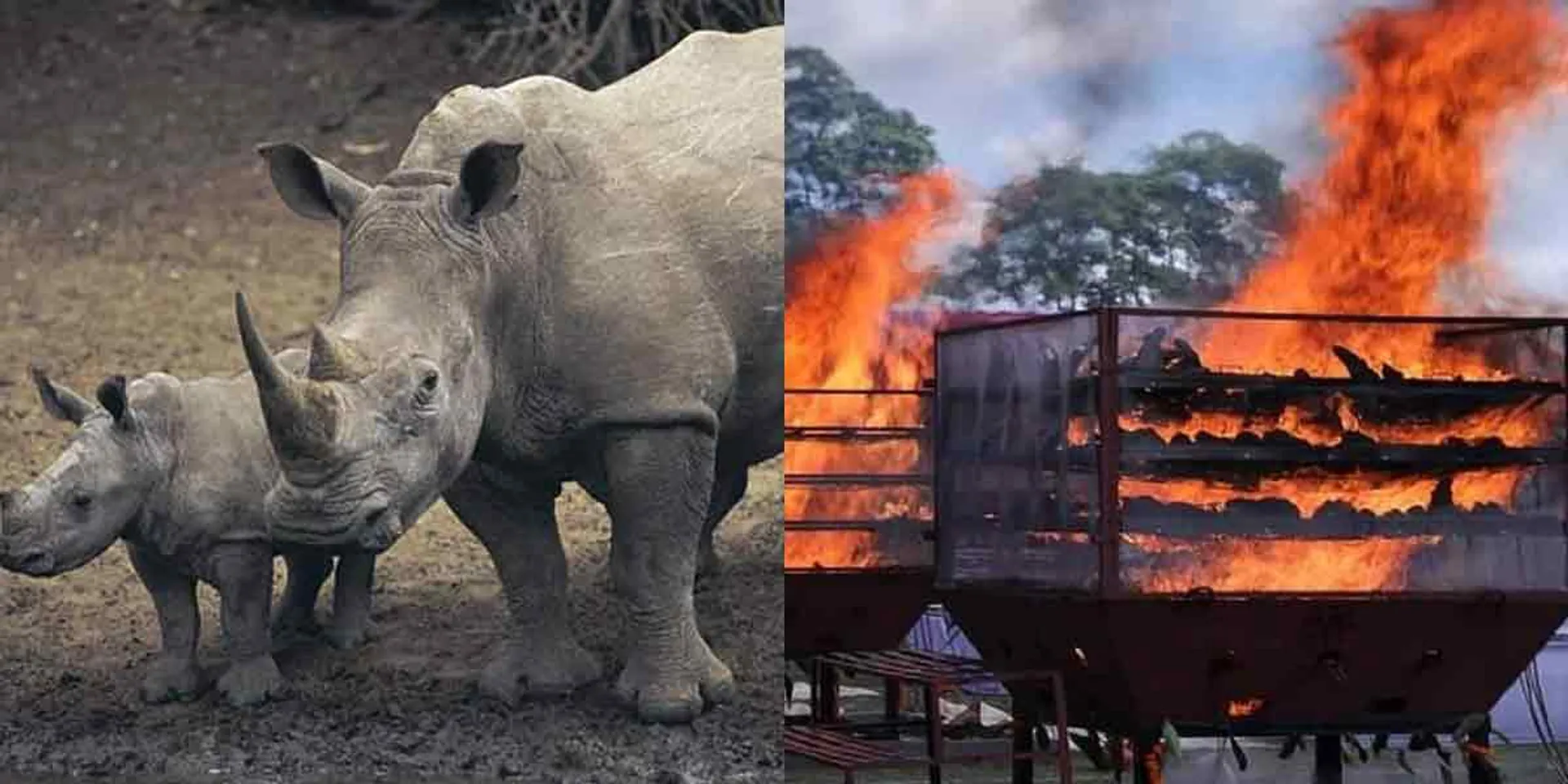 Government burns 2,500 rhino horns in public!