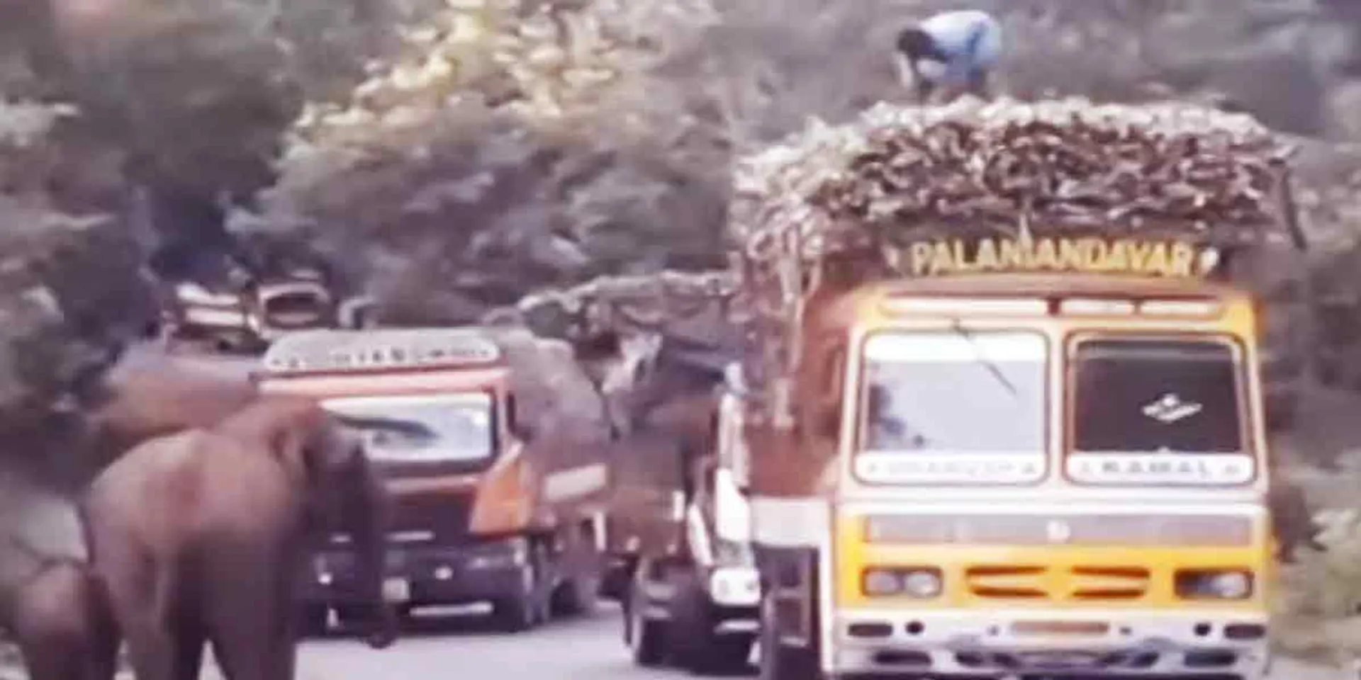 Intercepted Elephant ... incident in Sathyamangalam