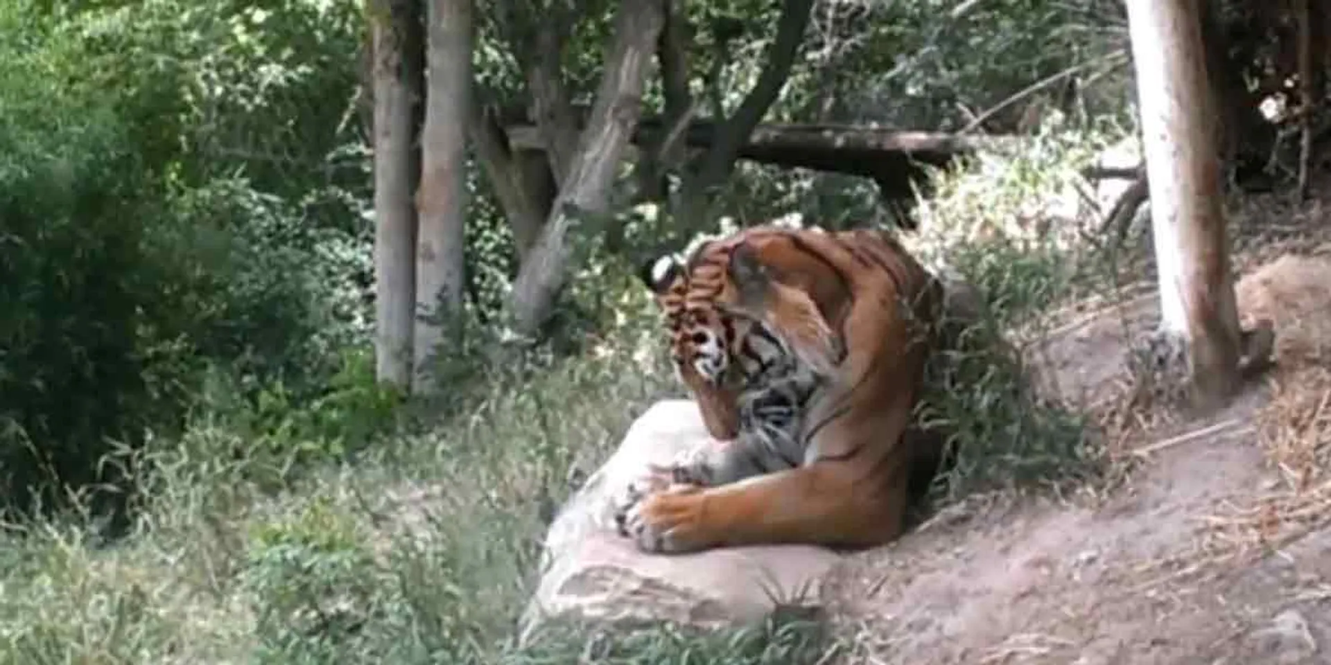 'T23' tiger in nilgiris 