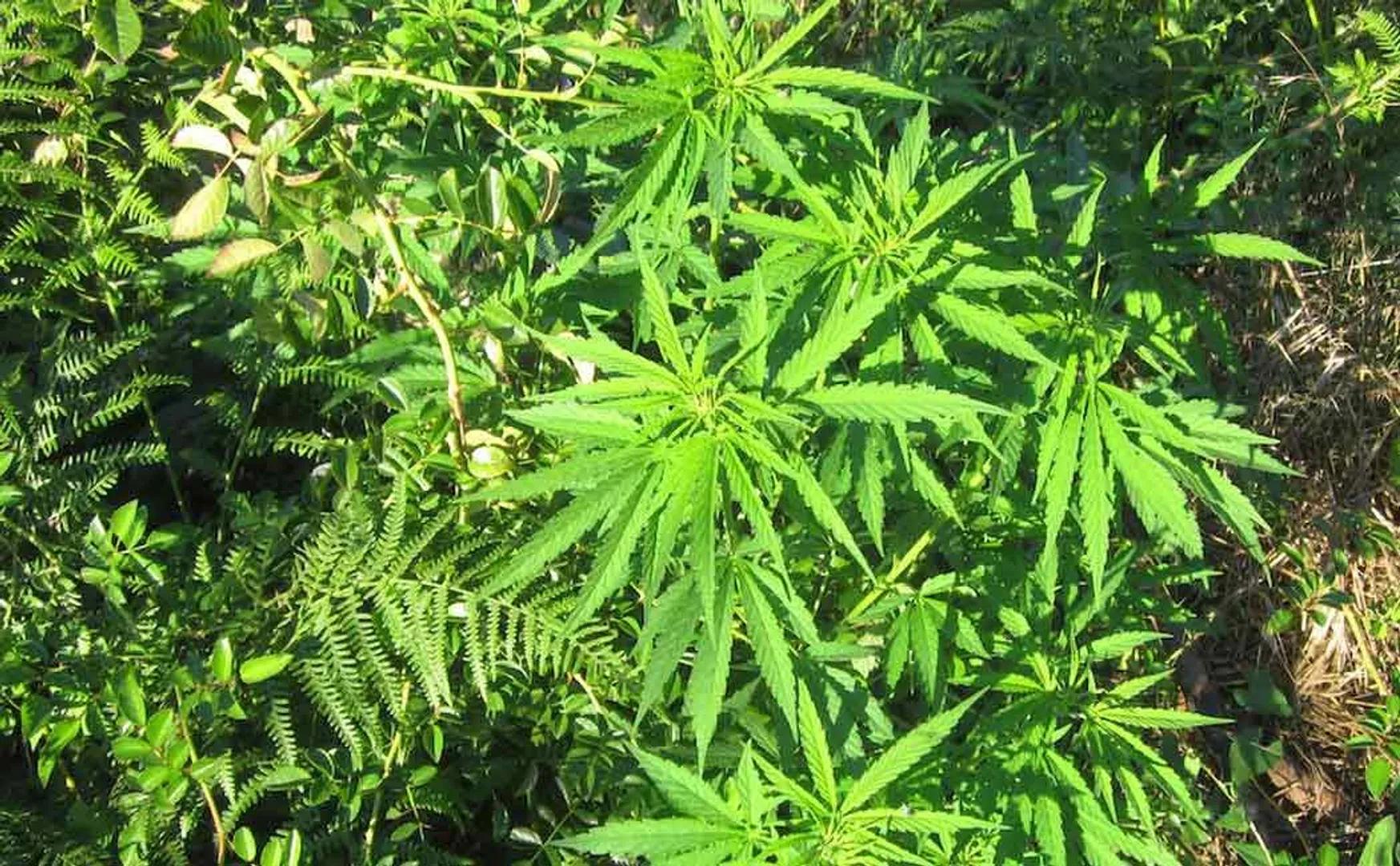 Cannabis crop in the agricultural garden!