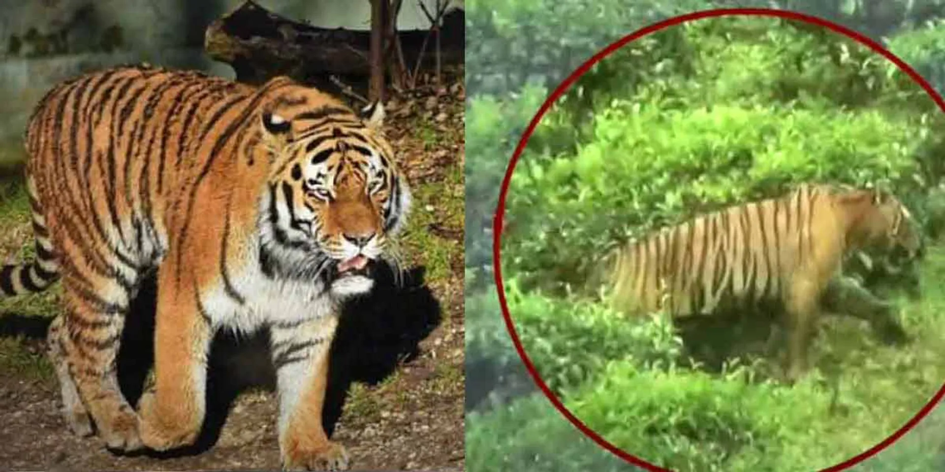 '' Man eater D23 '' - When is a tiger a man eater