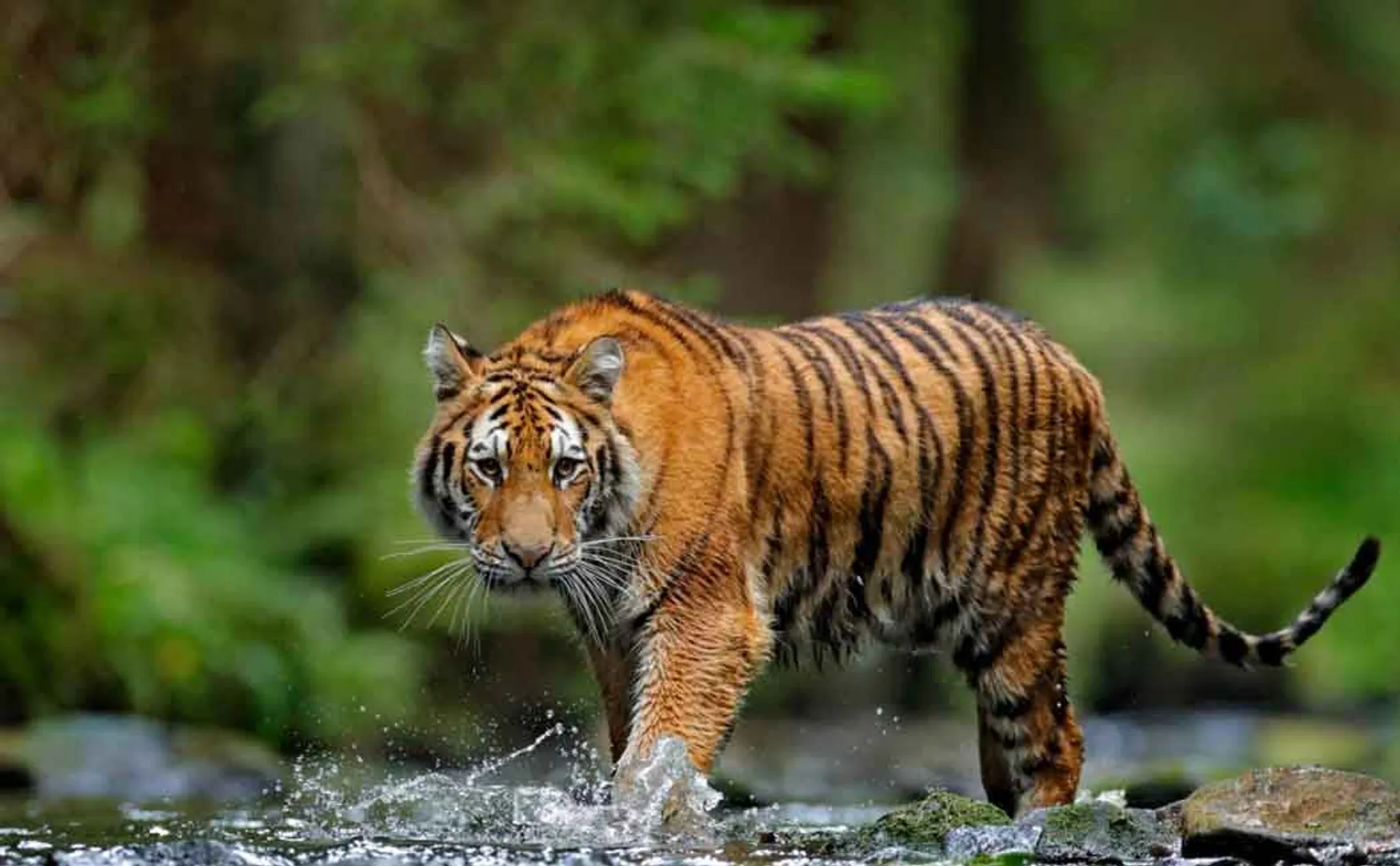 Order to  Nilgiri tiger issue ..! High Court to hear Uttar Pradesh petition tomorrow