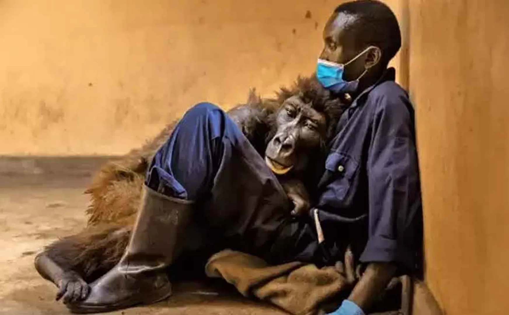 Gorilla dead in the lap of the defender