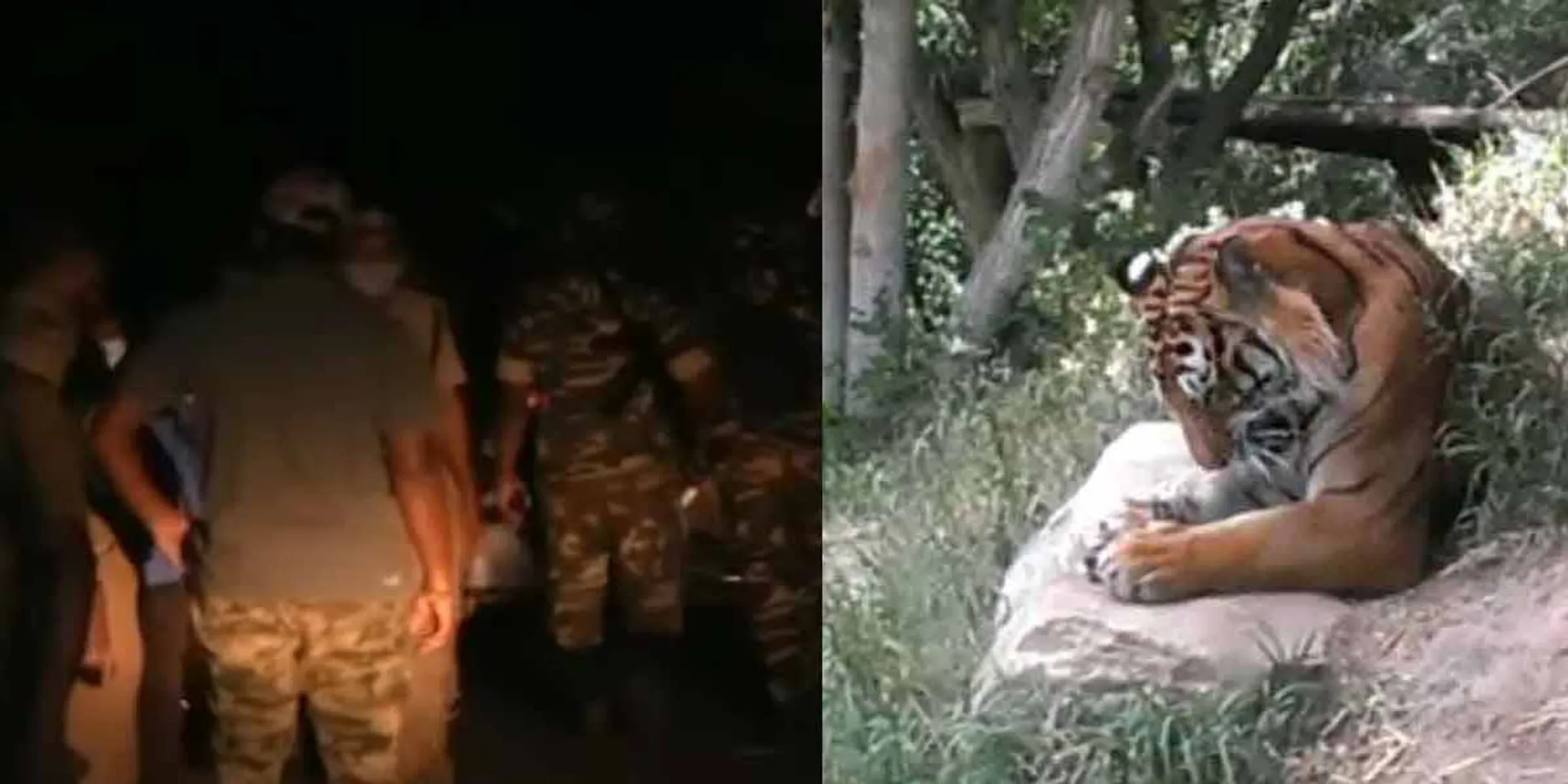  Where is 'T23 ...? Forest Department loosens search!
