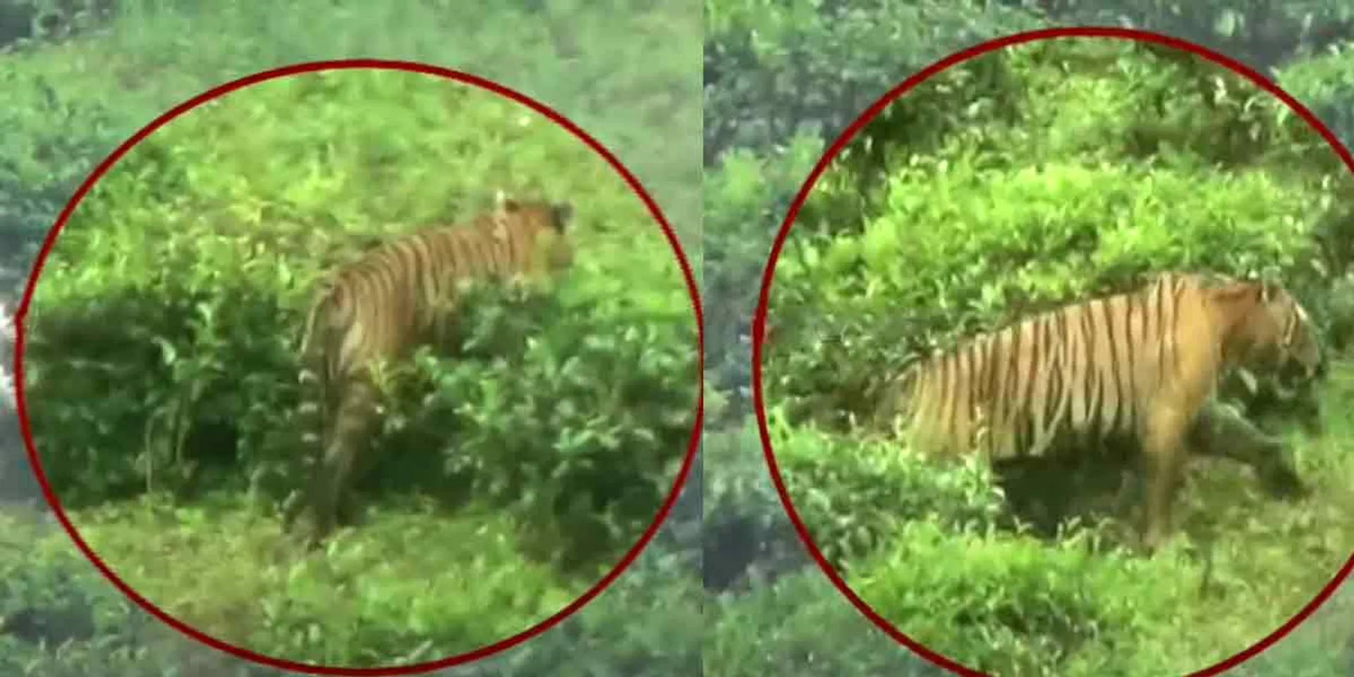Tiger caught in the eye again after 'T23'-8 days!