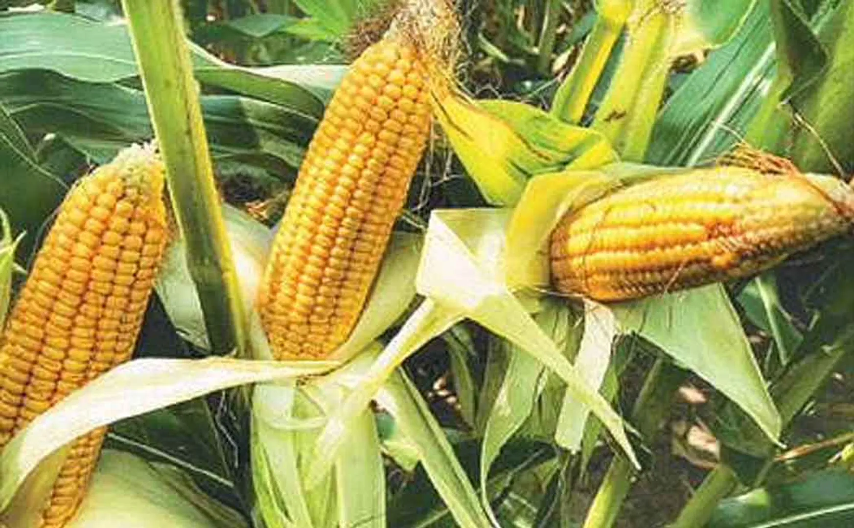 Damaged maize crops ... Police search for missing persons
