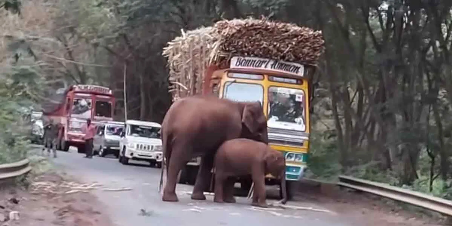 The wild elephant that Misleading the truck and fed the cub!