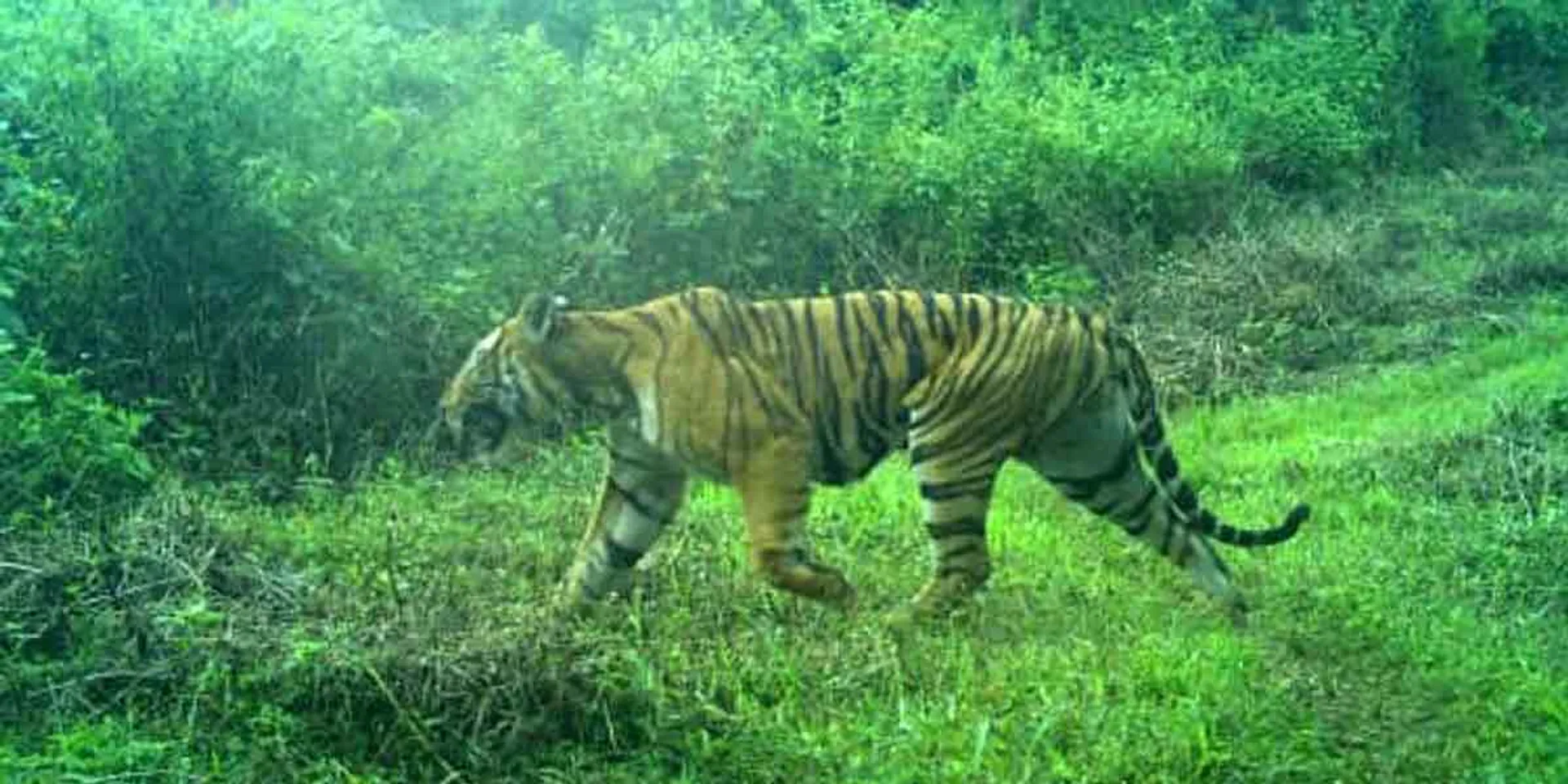 't23' who escaped by injecting anesthetic - a commotion in Machinakudi!