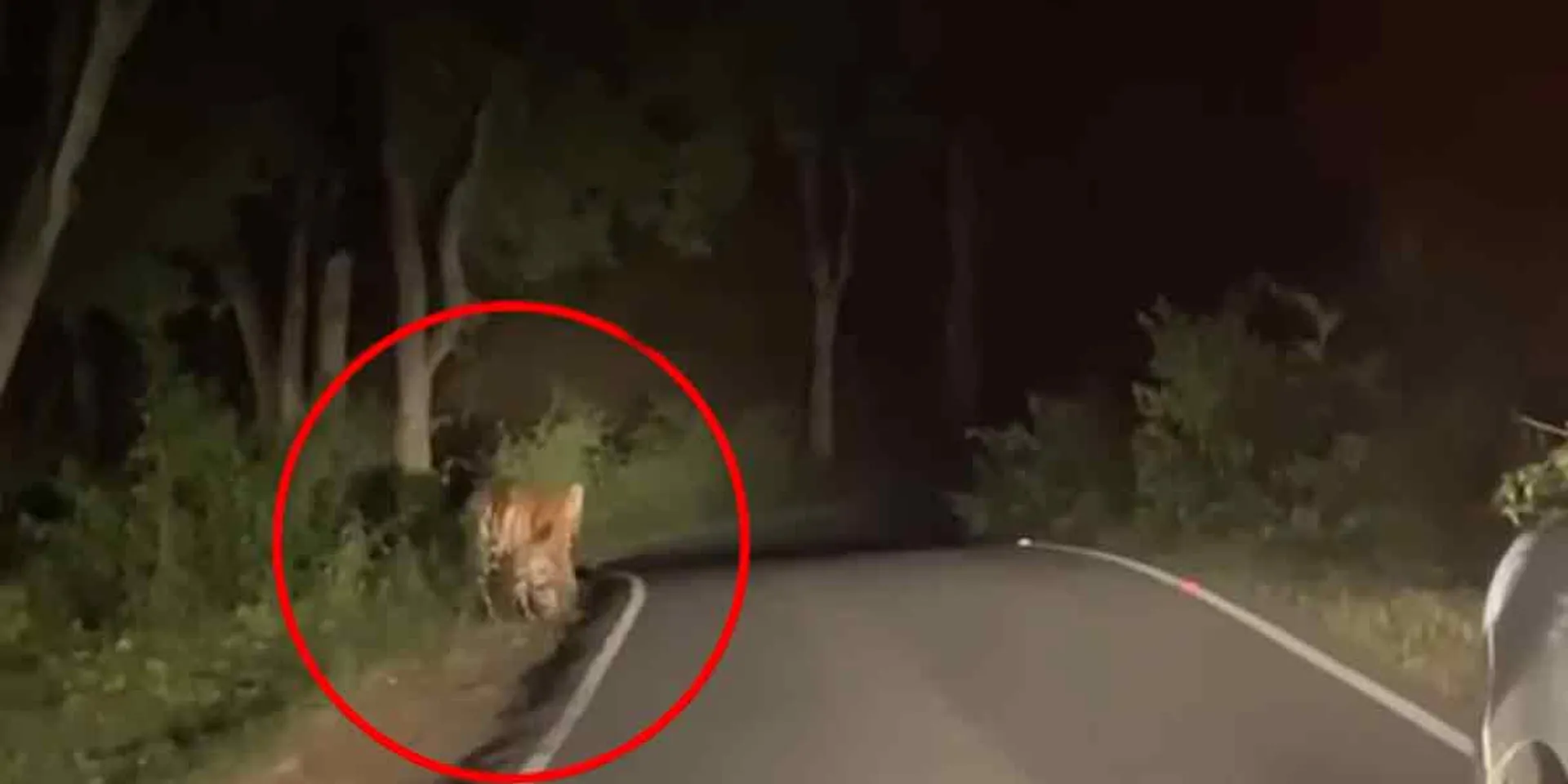 Was the tiger illegally injected with anesthetic? - Wildlife activists question!