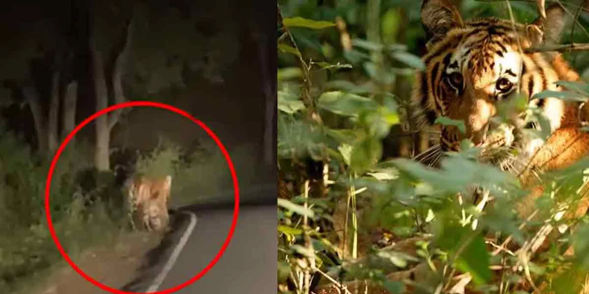  Captured 'T23' tiger 