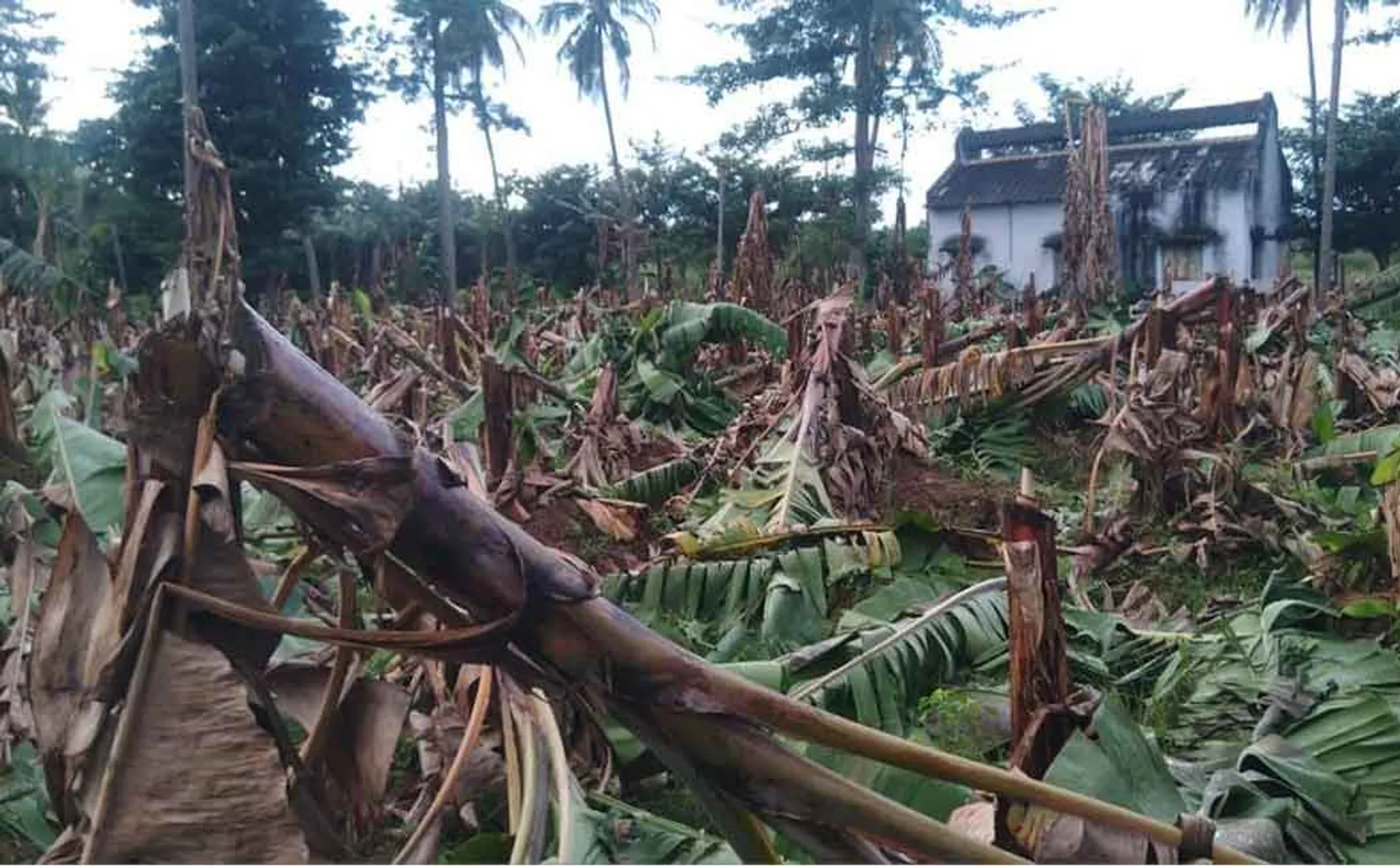 Mysterious people who cut down and destroyed the banana trees! Collector told to take action