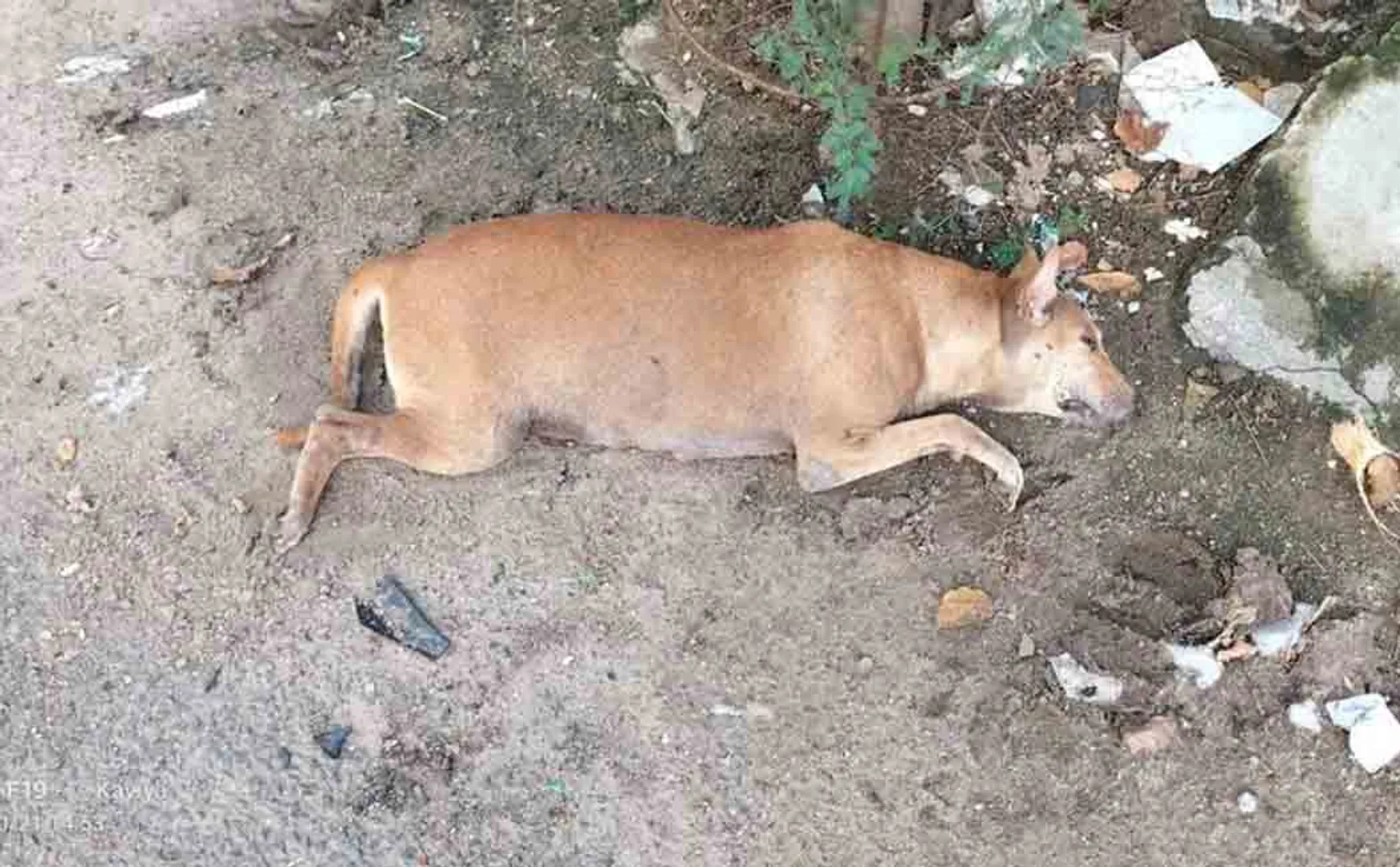 puducherry street dogs incident police investigation 