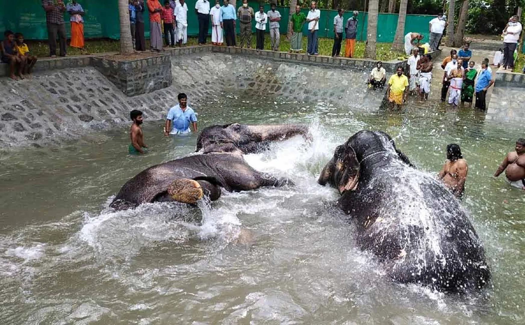 Srirangam temple elephants enjoying playing in the water