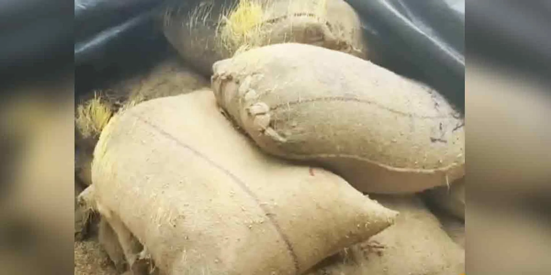 Rain-paddy bundles at the procurement station- Farmers in agony