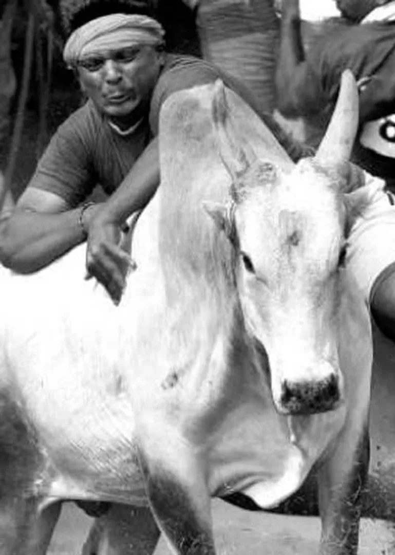 /idhalgal/general-knowledge/new-rules-and-key-features-jallikkattu