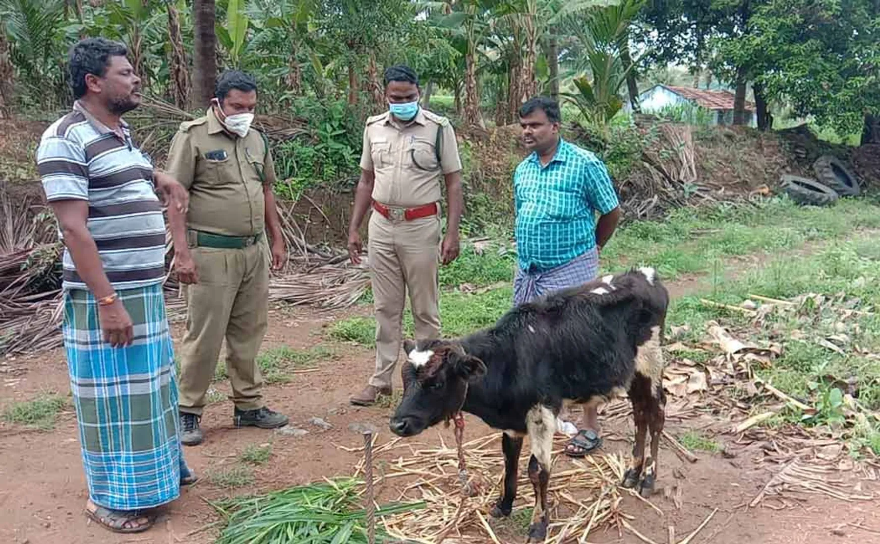 The public who insists on capturing the leopard that escaped after attacking the calf