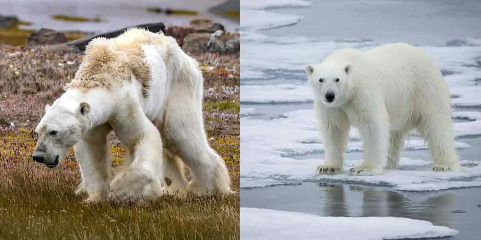  This is a danger not only to polar bears but also to the world ... Analysts warn!