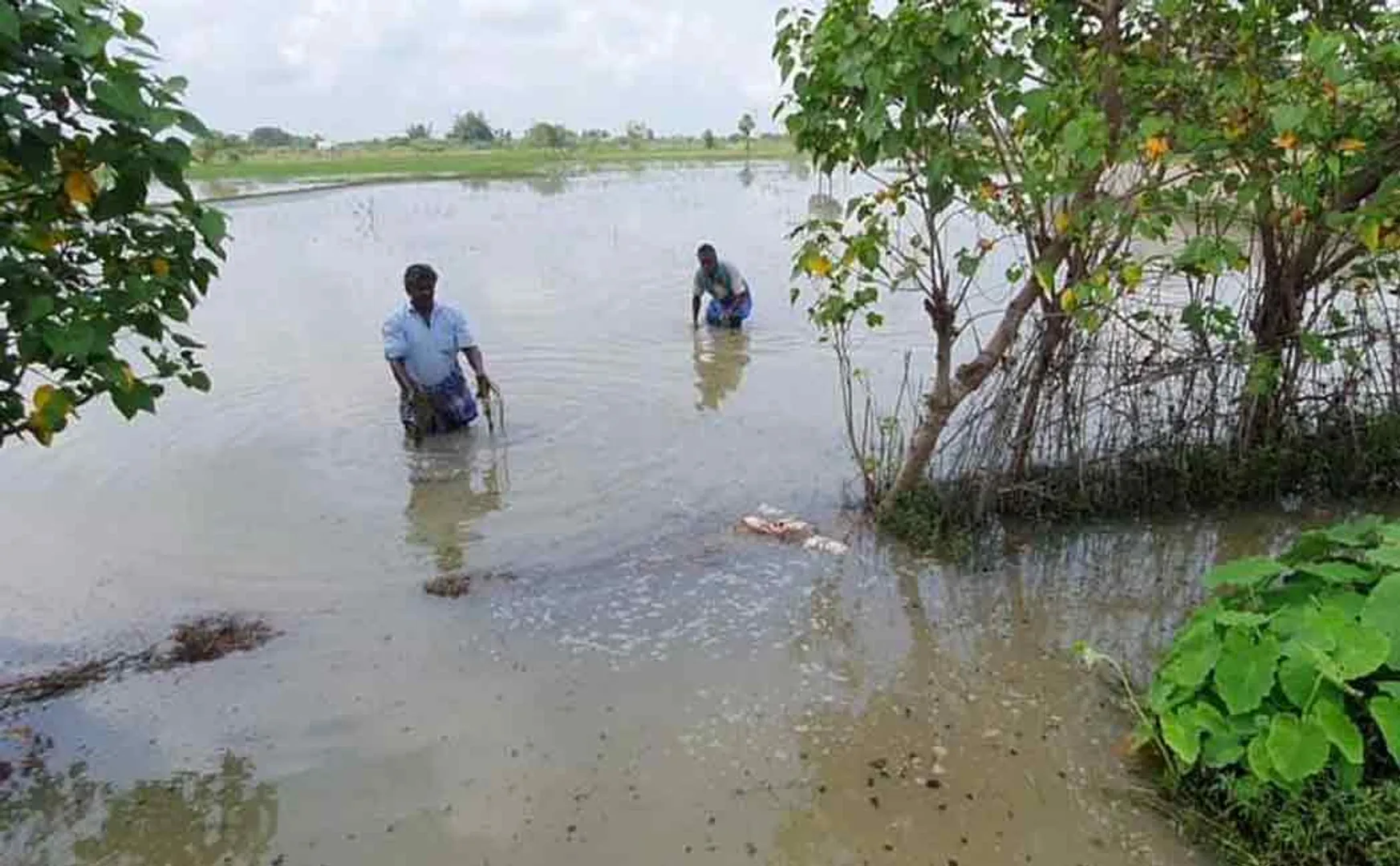 Chief Minister orders setting up of committee of ministers to inspect crop damage