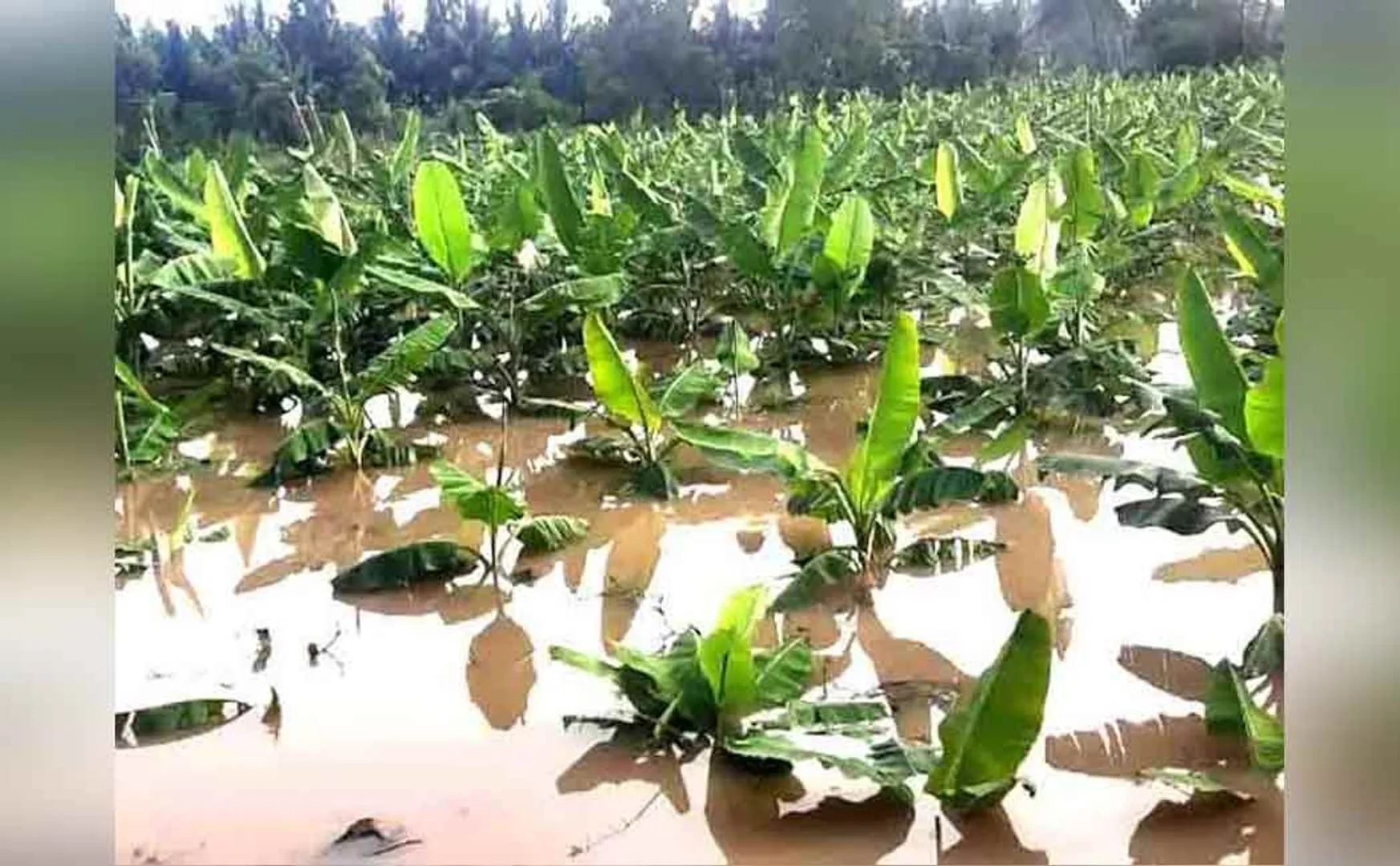 Farmers face struggle for third time
