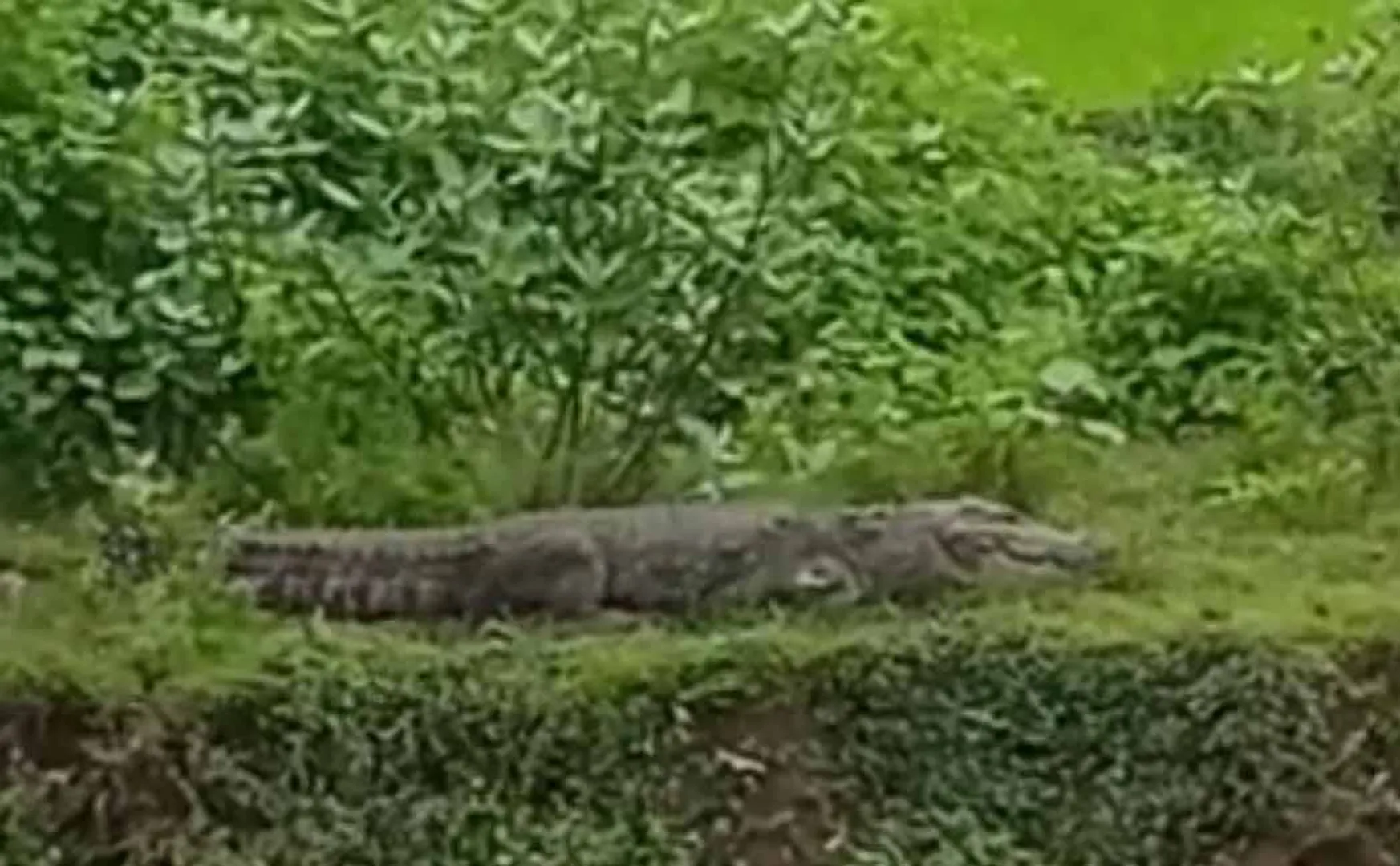 Crocodile in flood waters near Chidambaram