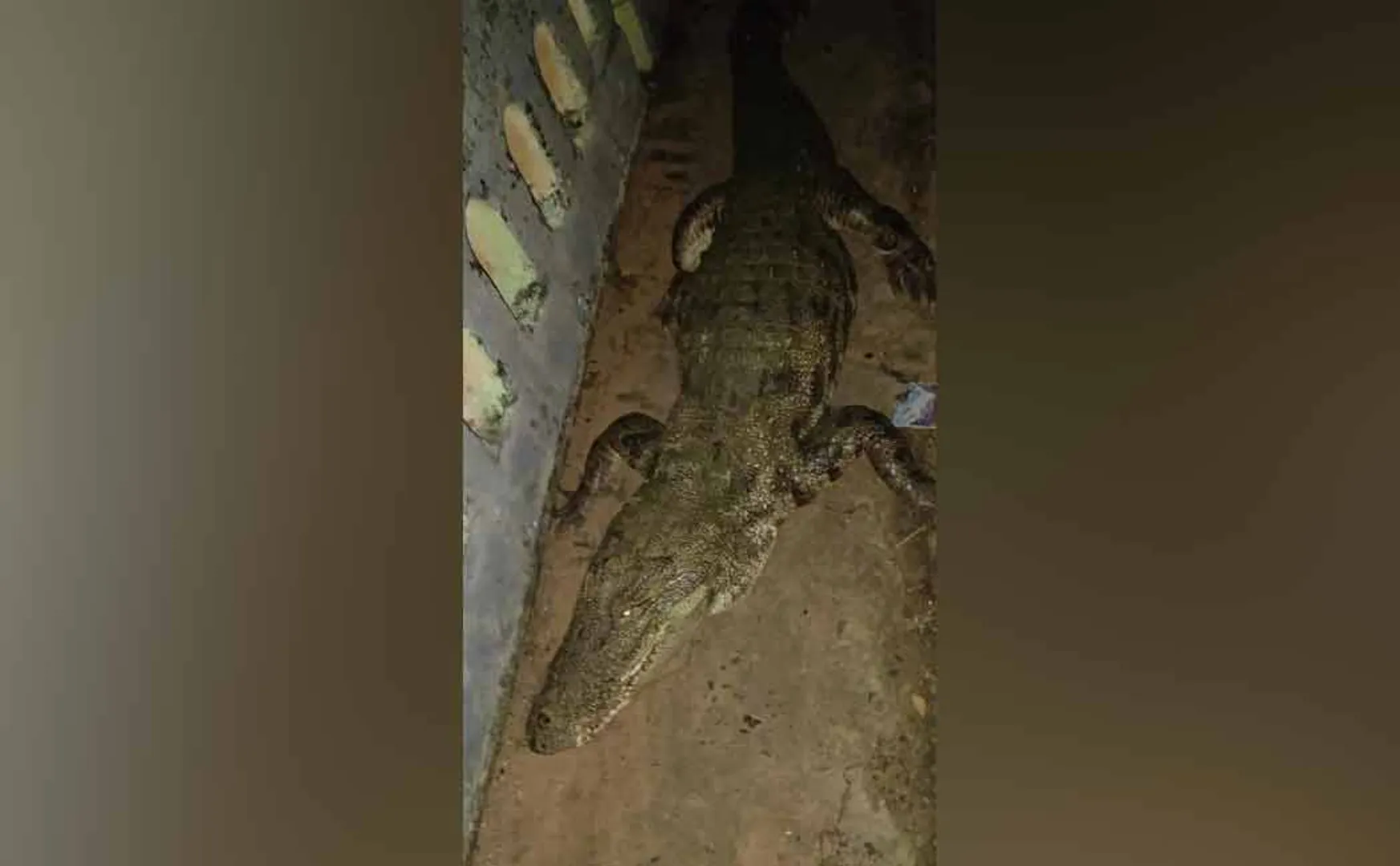 Giant crocodile on the main road 