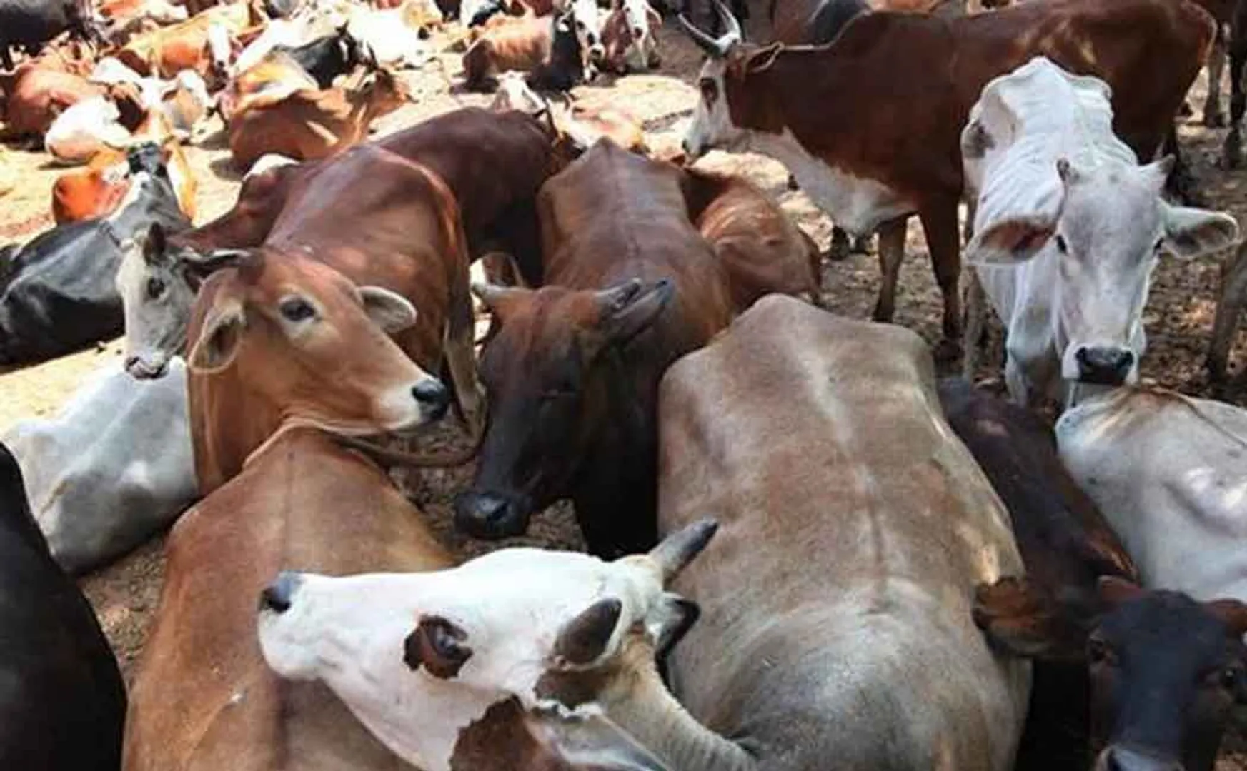 cows 