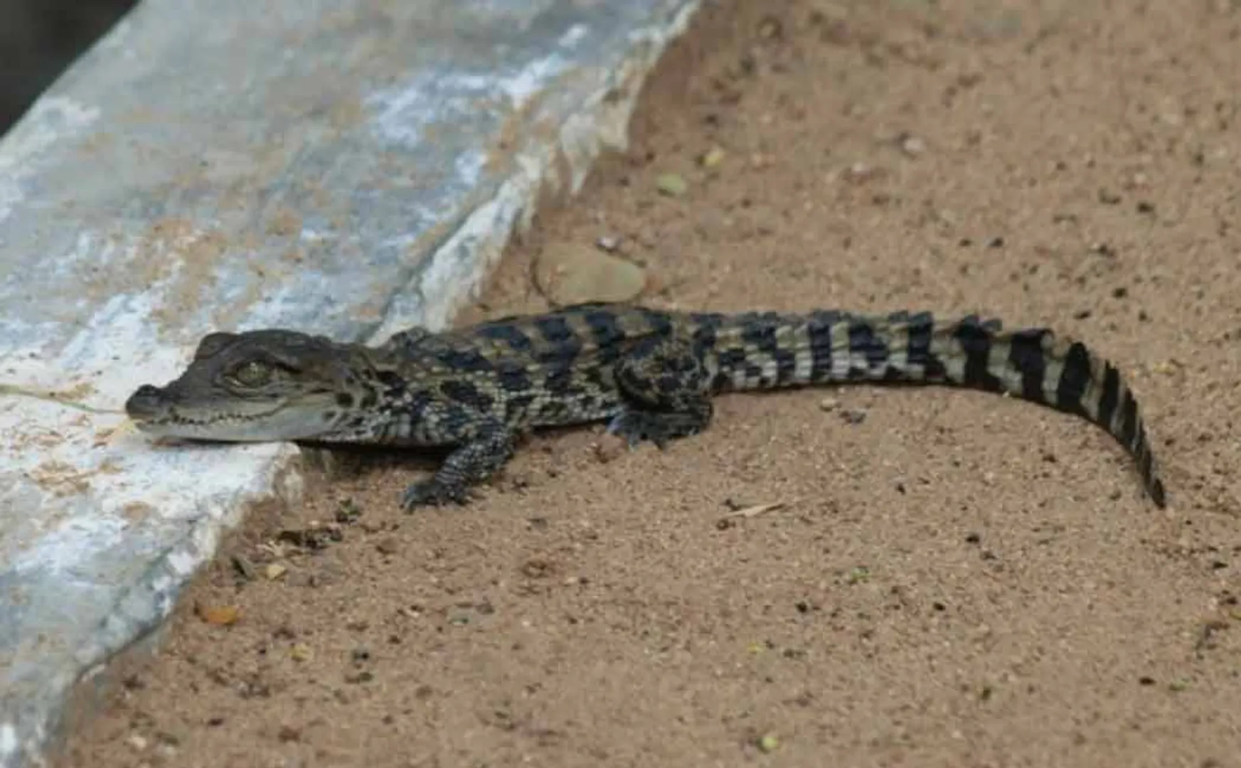 The crocodile in the Trichy river!