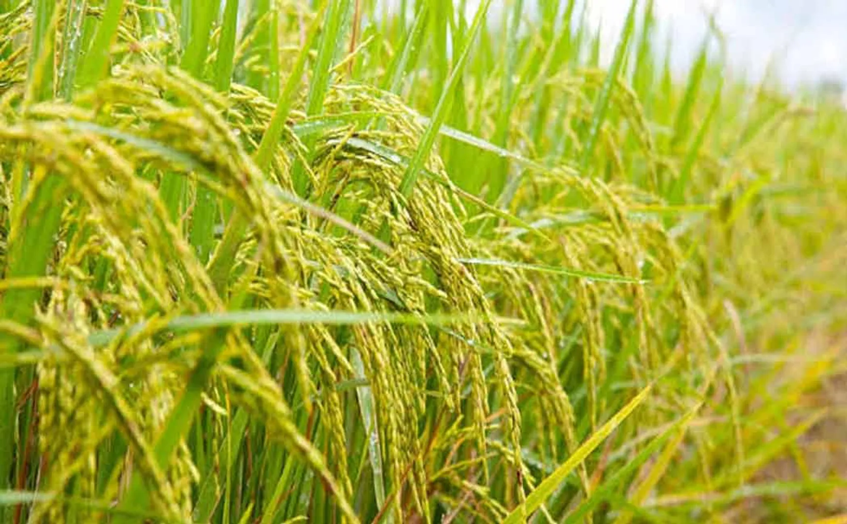   Northeast Monsoon! Officers inspecting crop damage!