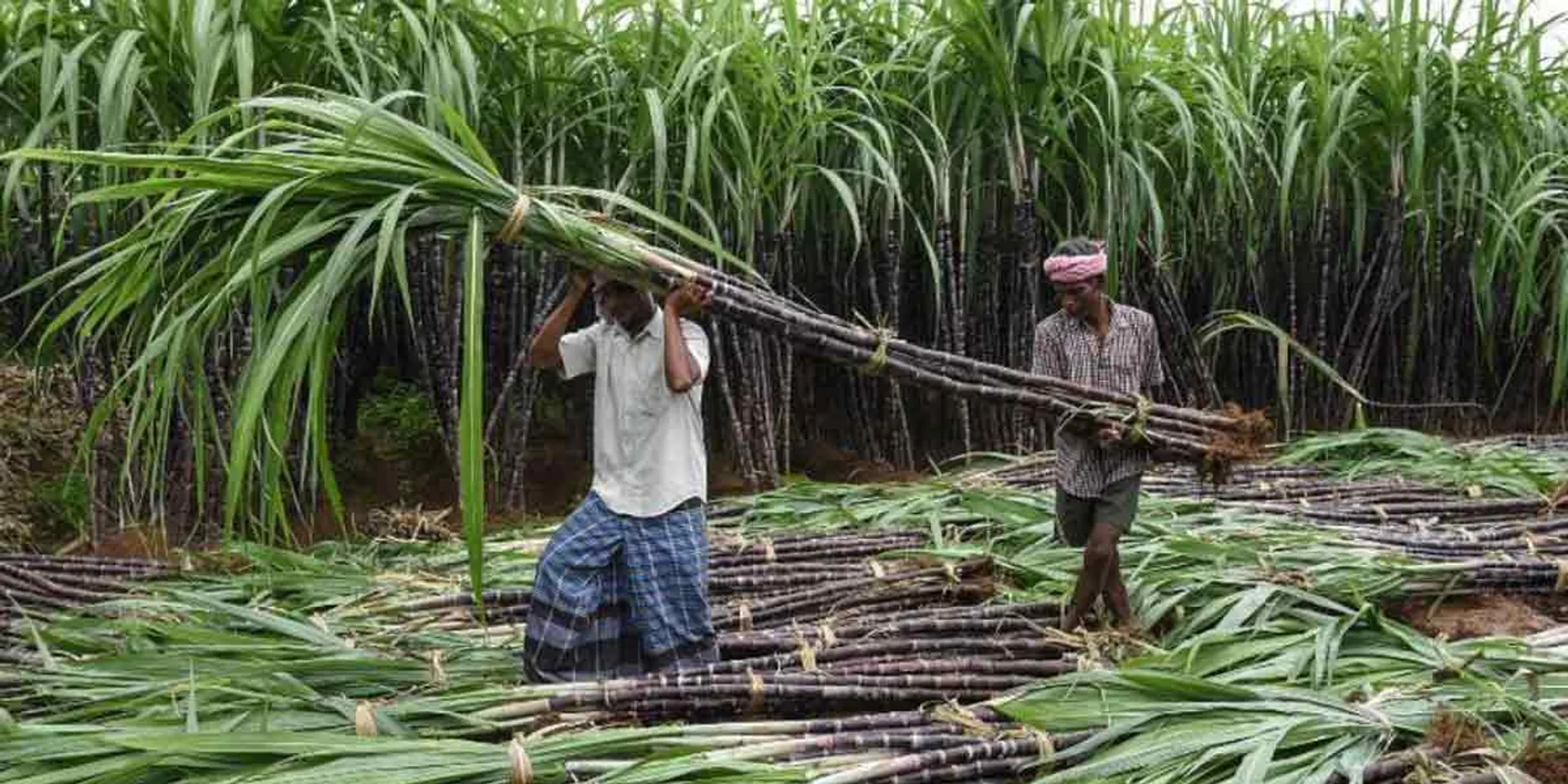  Sugarcane-free 'Pongal package' - Painful farmers!
