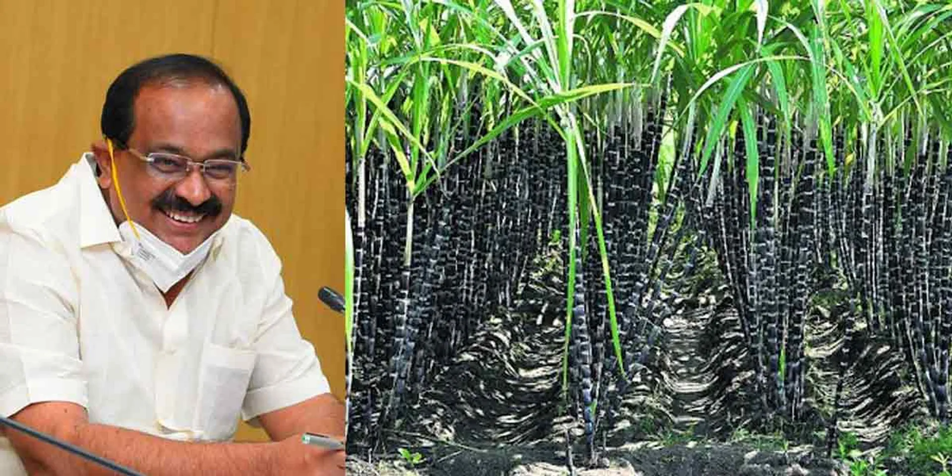 '' Full cane with Pongal package '' - Information of the Minister