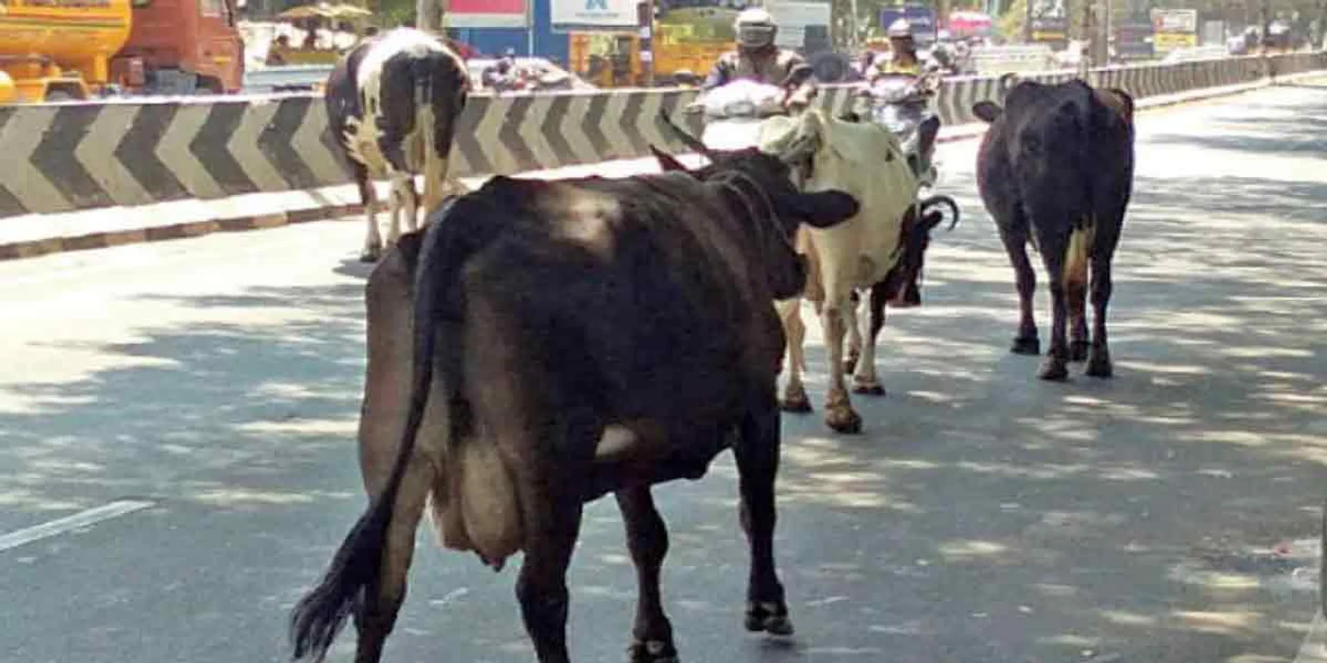 cow