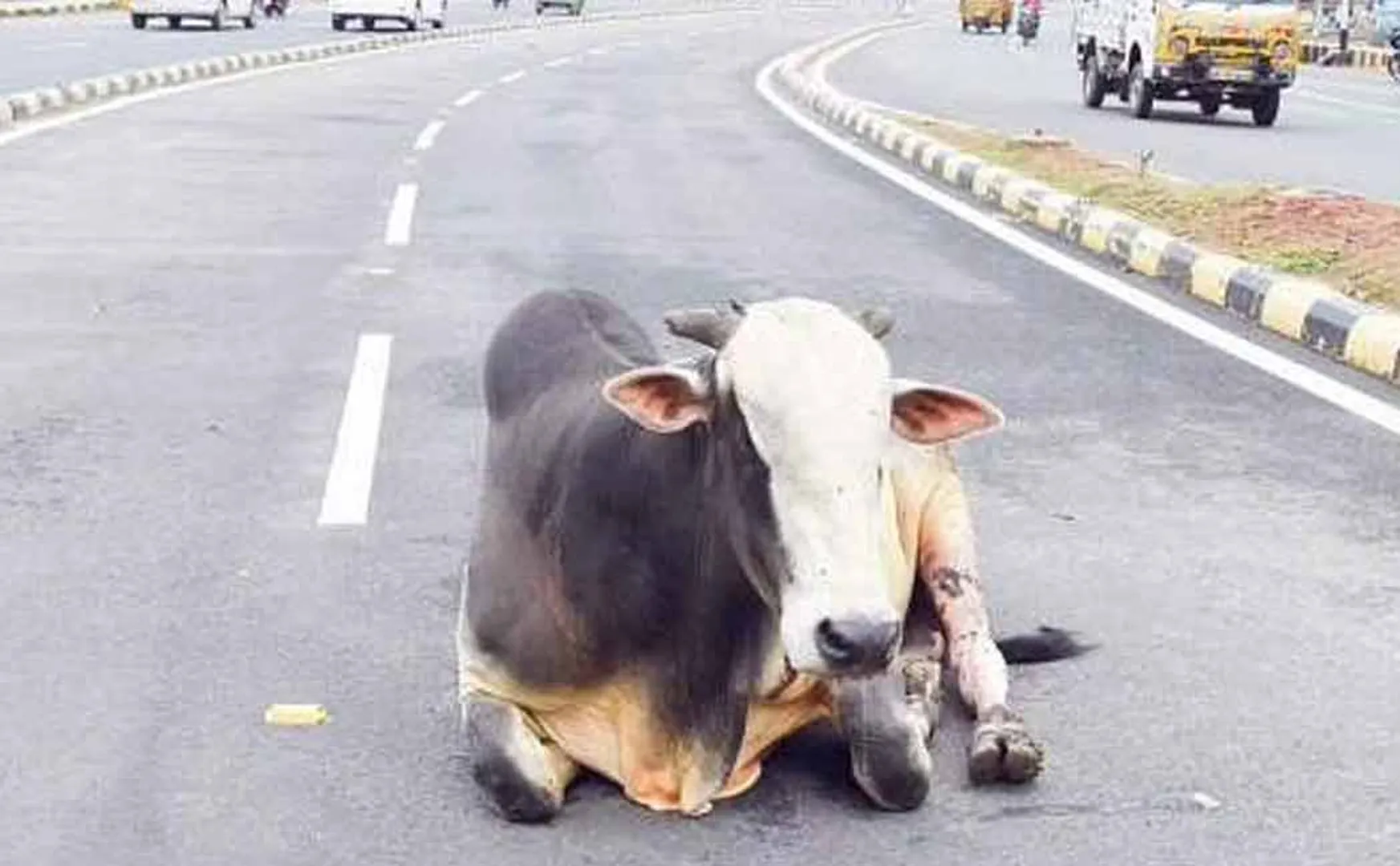 Action if cattle are left on the street!