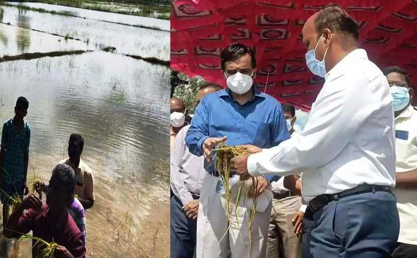 Central team inspects flood-affected paddy crop