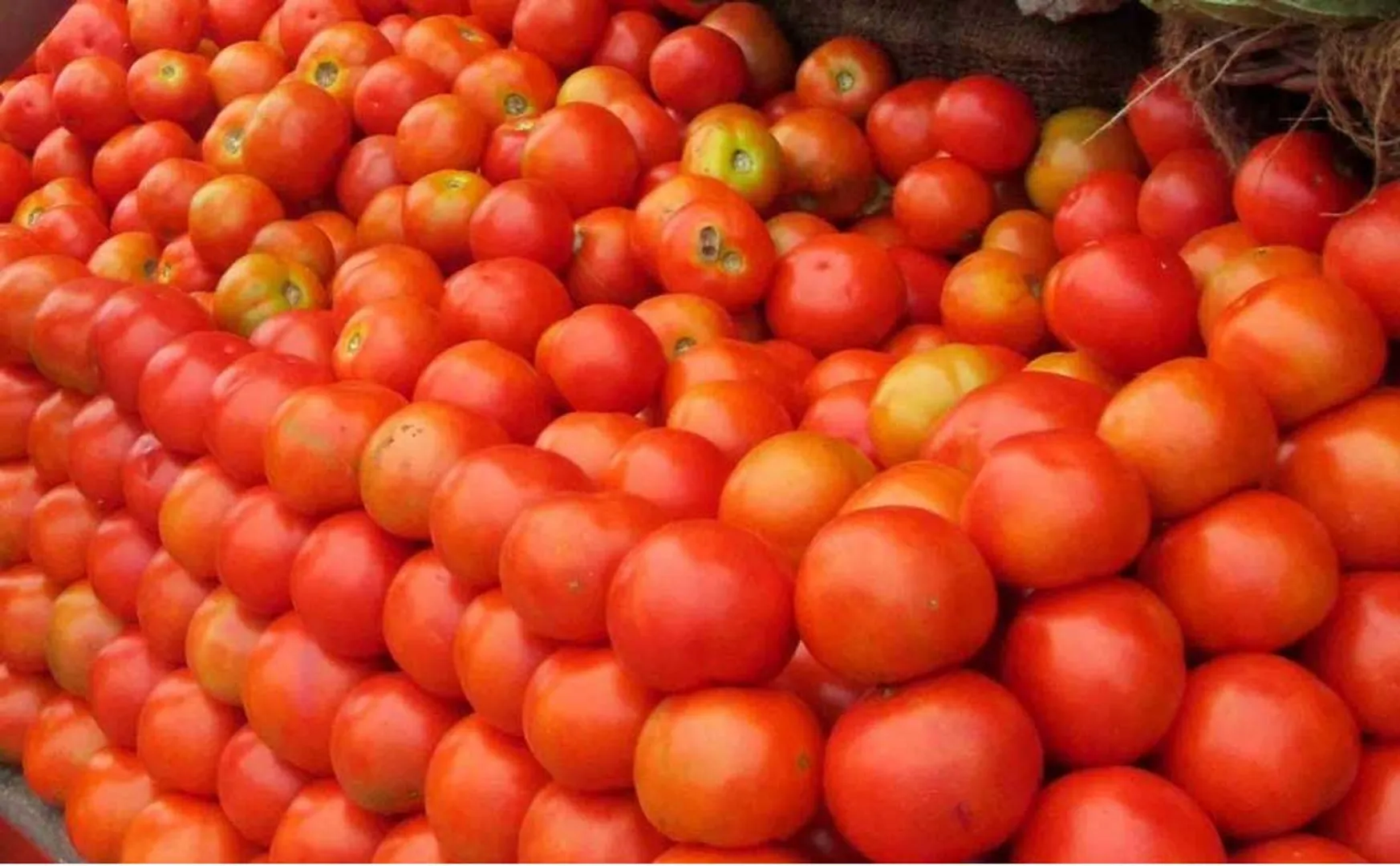 Ready to sell a kilo of tomatoes for Rs.  Merchants Association Information in the High Court!