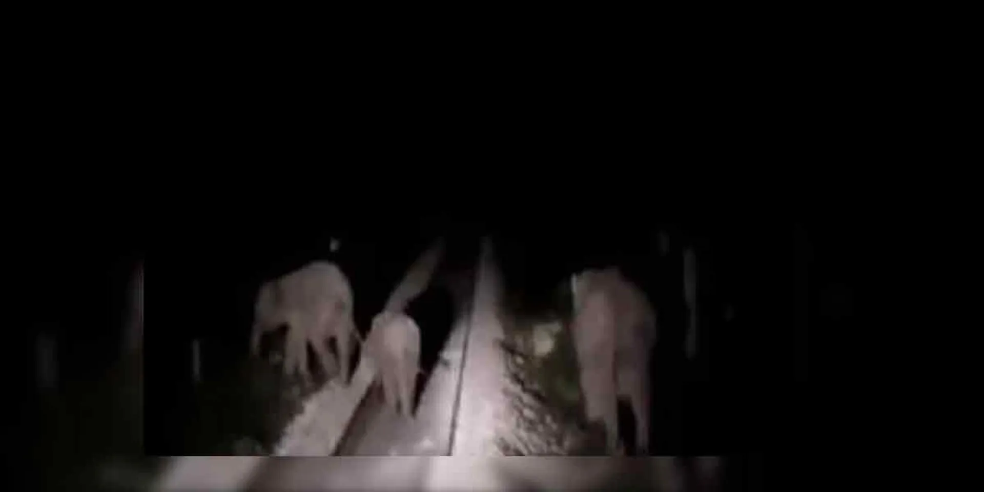 elephant incident in kovai 